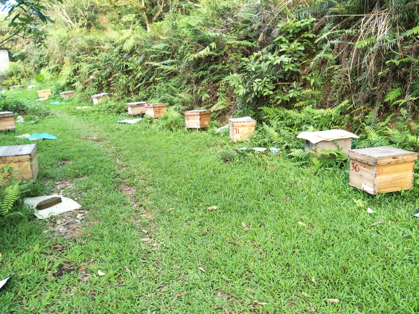 龙眼蜜 塑料瓶装 2年以上 98% 自家土蜂蜜,养蜂十几年货真价实