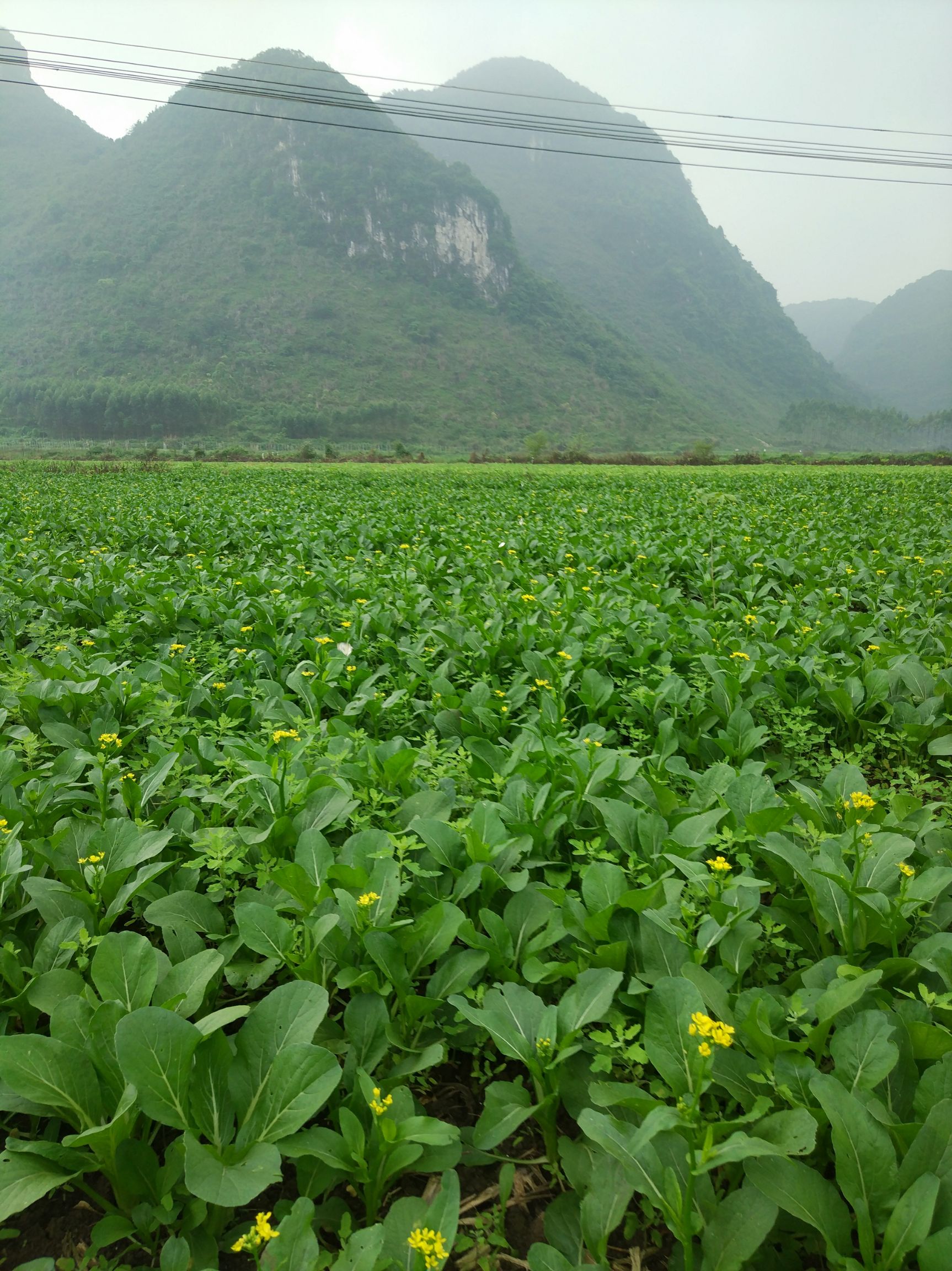 尖叶菜心