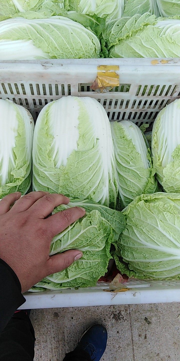 黄心大白菜 3~6斤 净菜