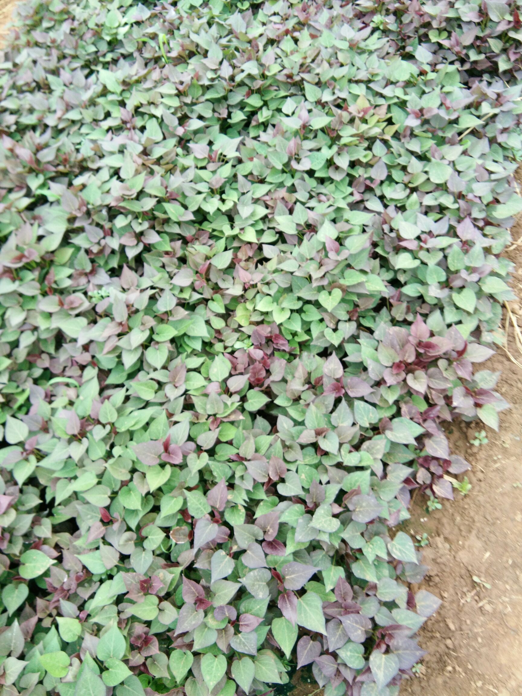 西瓜红红薯苗 15~25cm