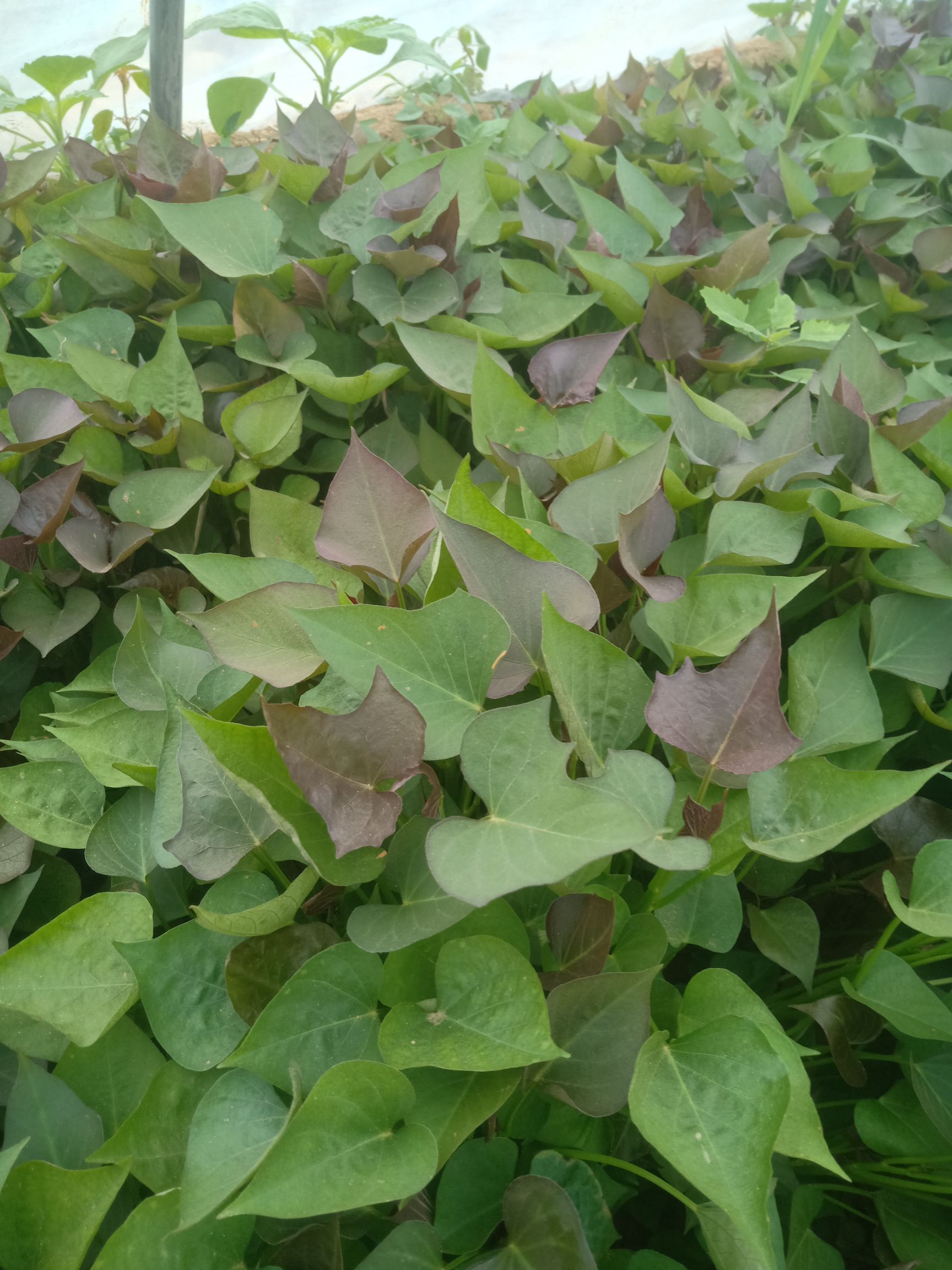 西瓜红红薯苗