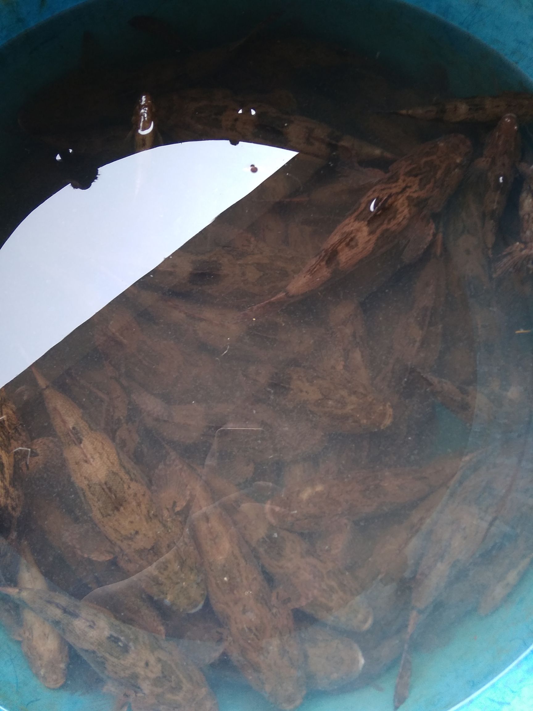 笋壳鱼 没有飞机场的,离我远的看情况接单