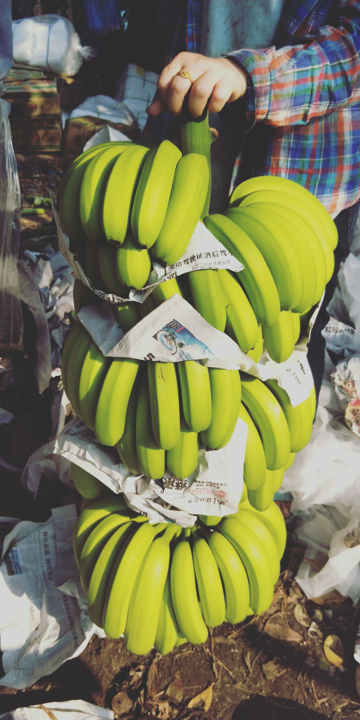 巴西香蕉 七成熟
