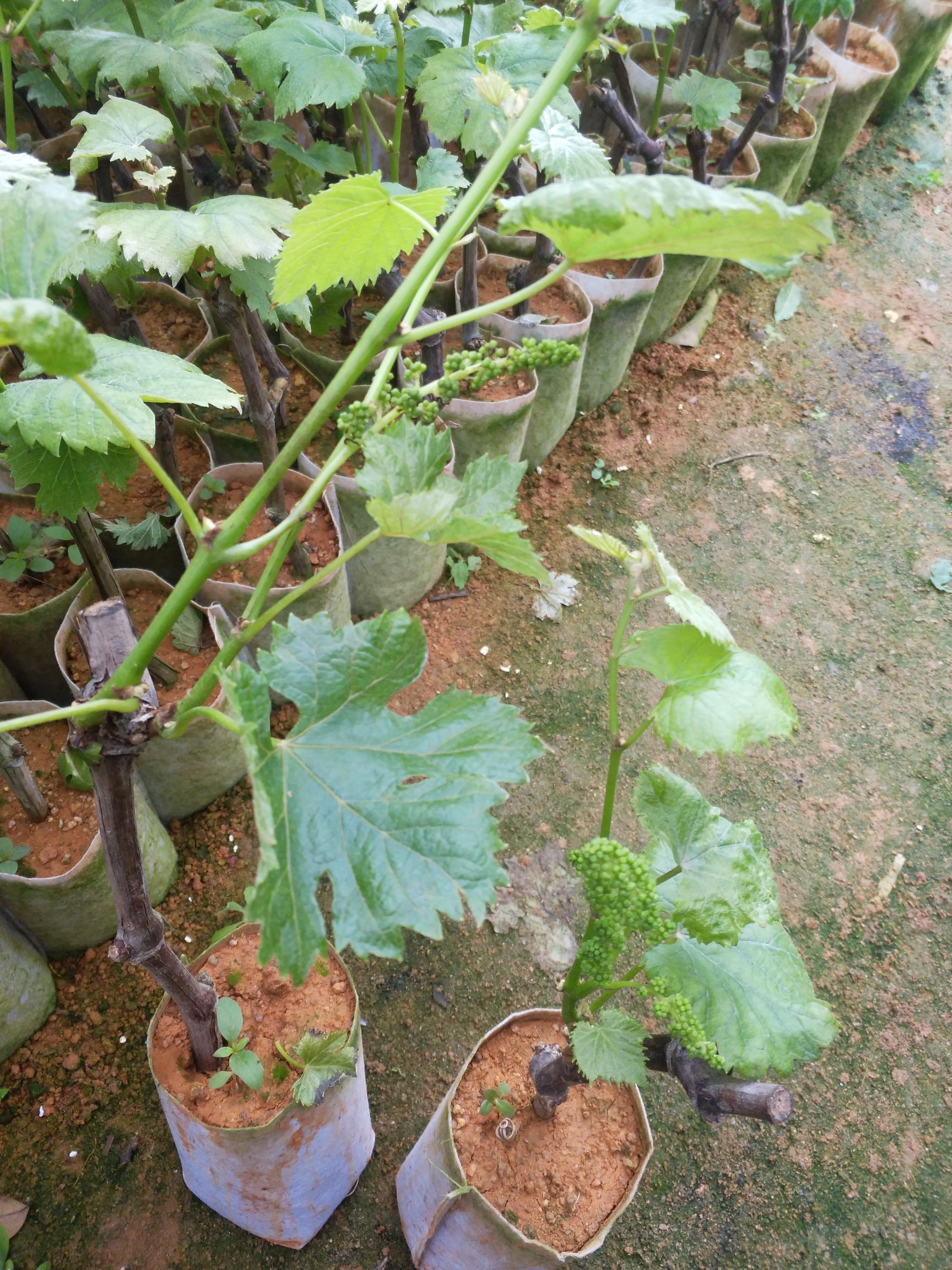 夏黑葡萄苗