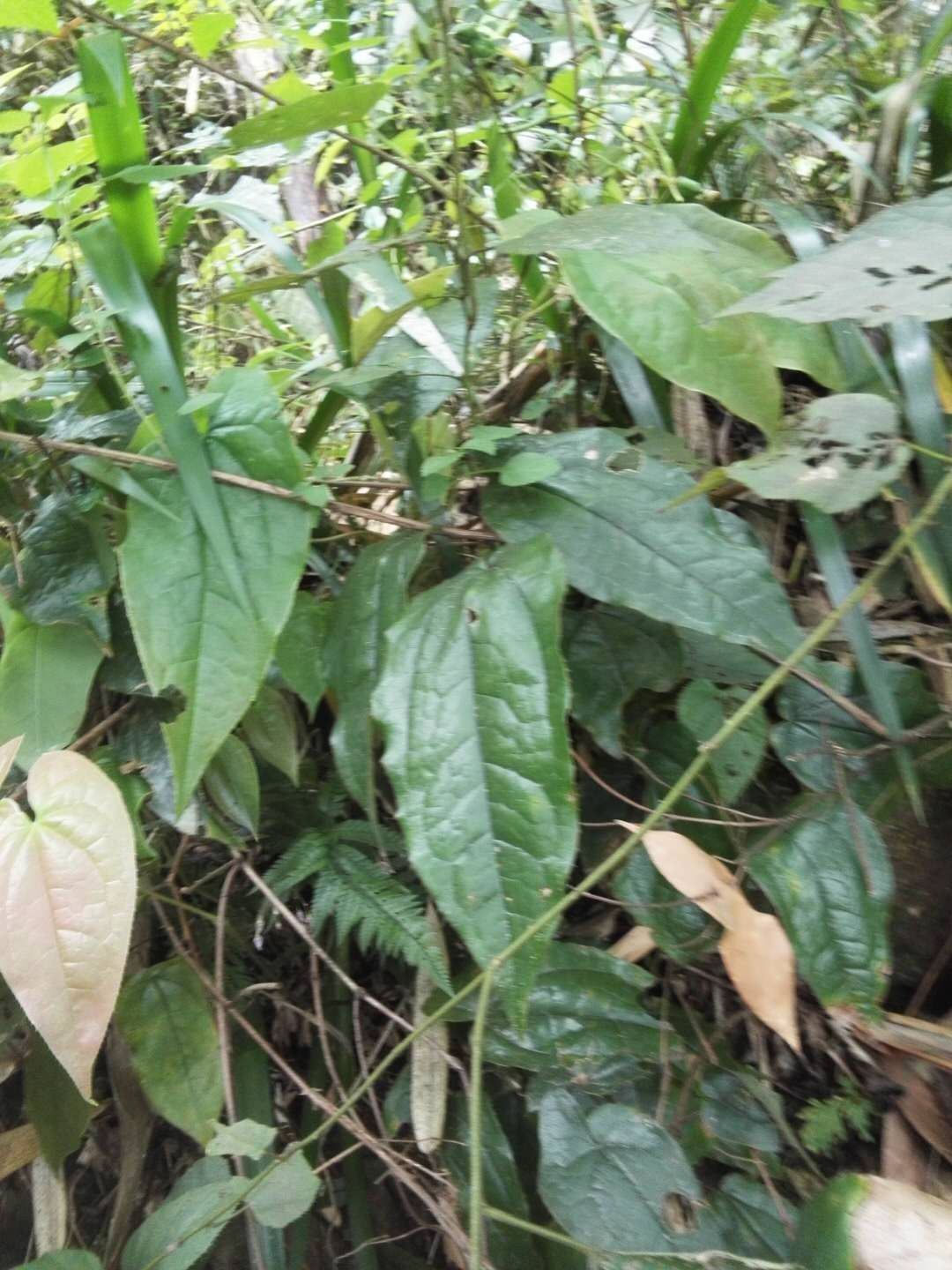 中药材,淫羊藿