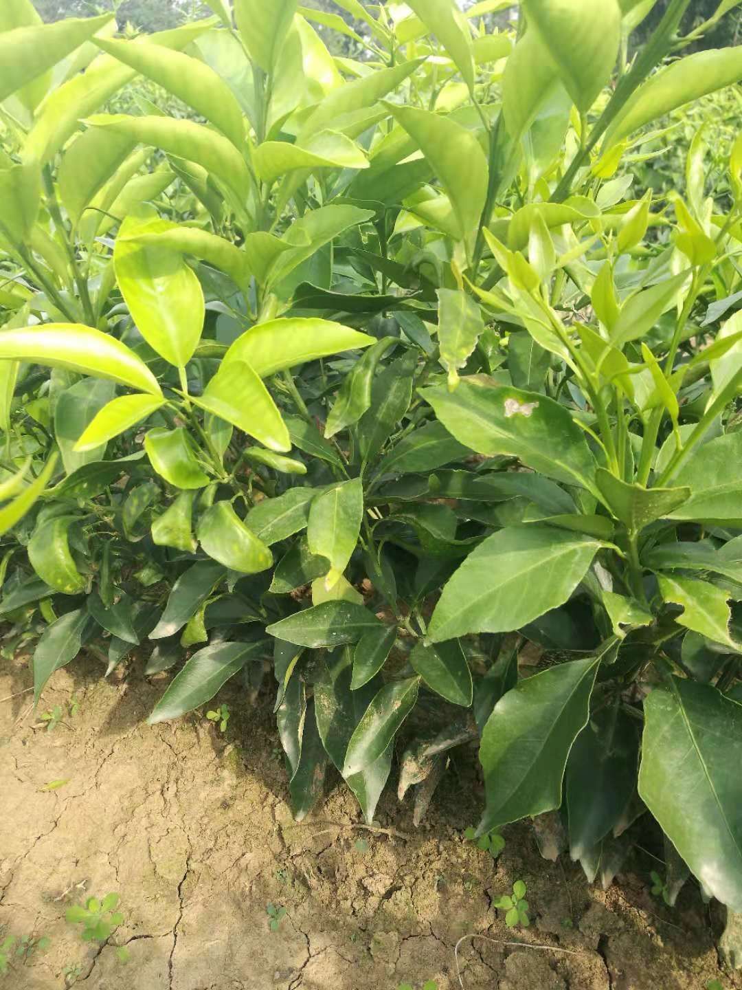 爱媛38号柑桔苗 杯苗袋苗 0.5~1米