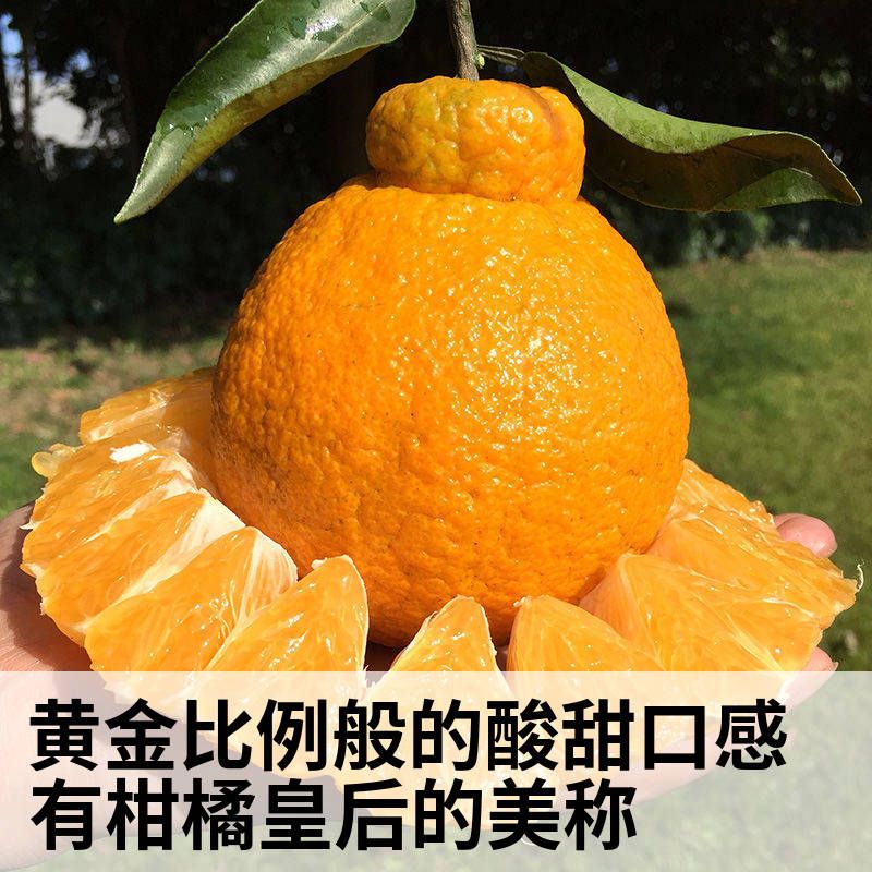 柑橘类批发采购_柑橘类供应_柑橘类价格