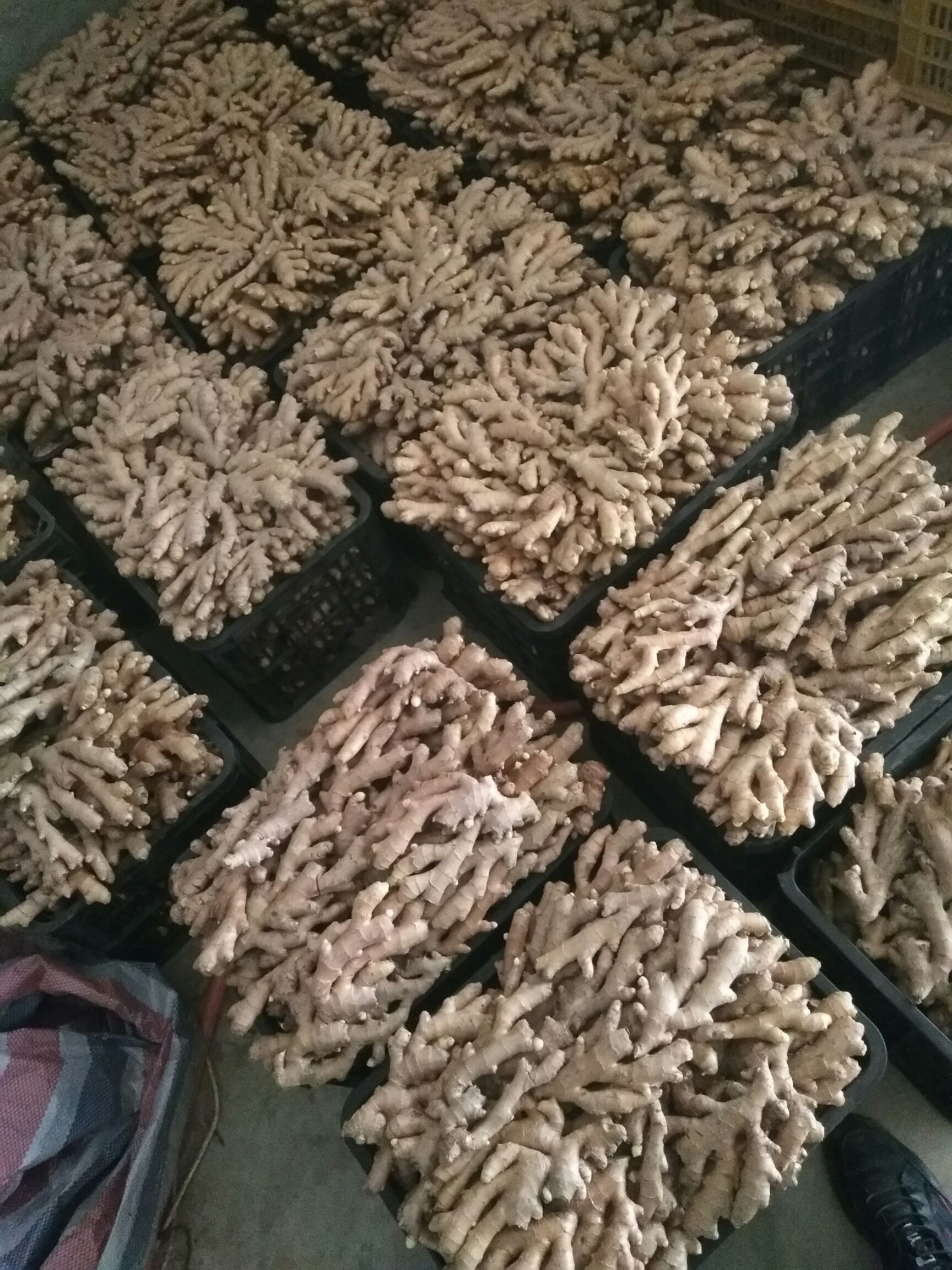 竹姜 混装通货 带土