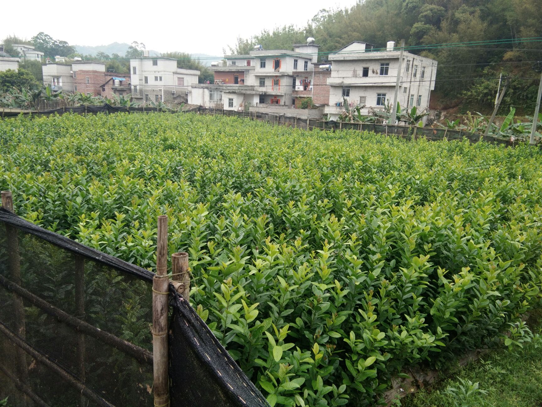 香水柠檬苗