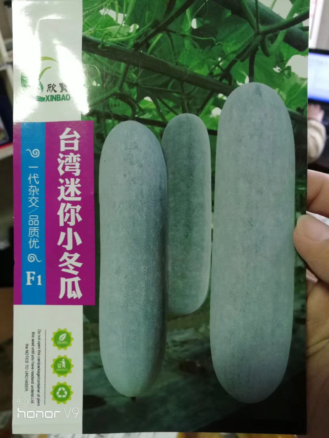 台湾迷你小冬瓜种子(杂交种)