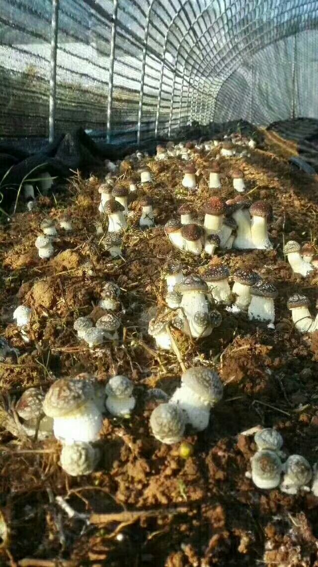大球盖菇 鲜货 人工种植 未开伞