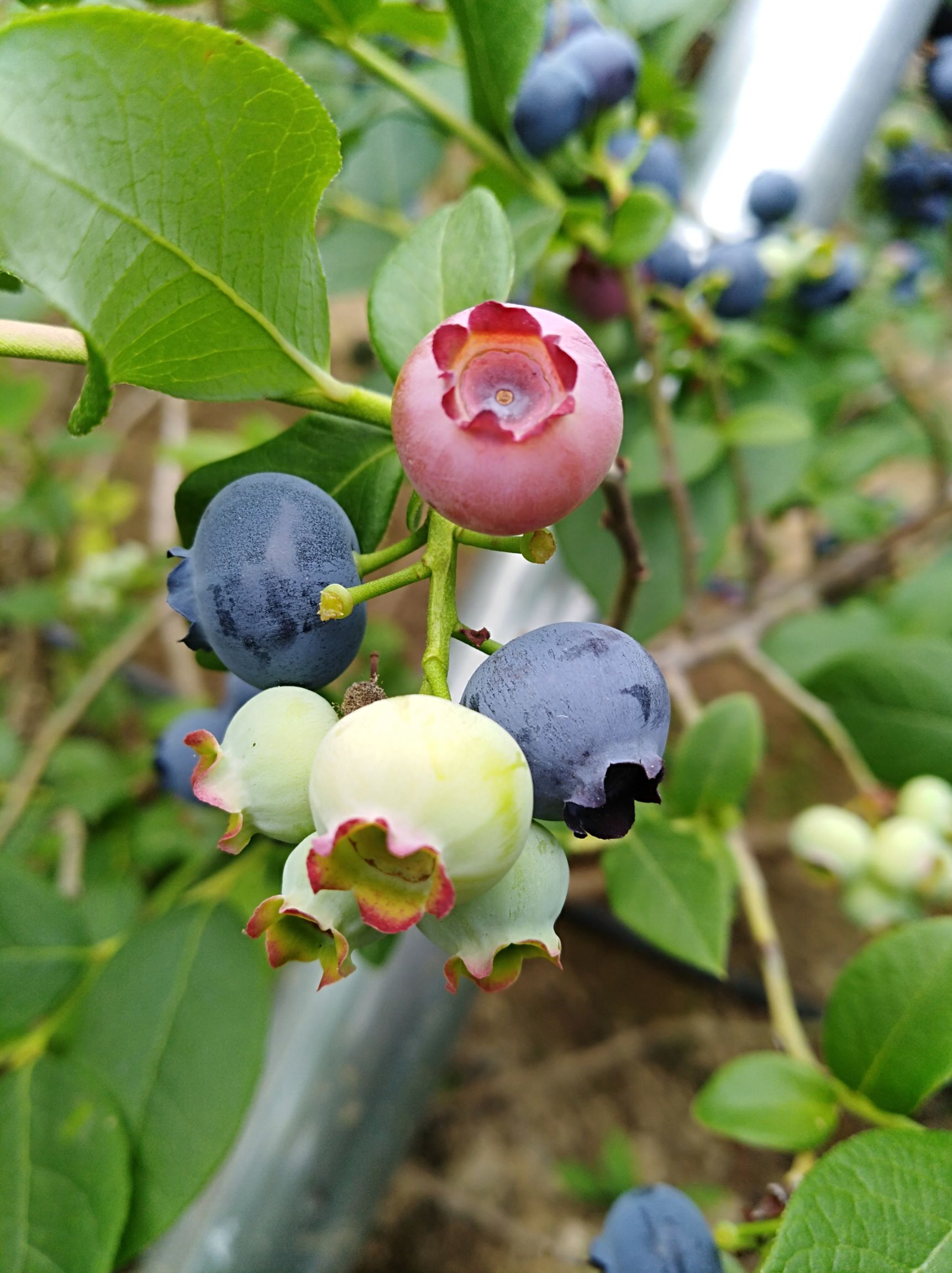 北陆蓝莓 12 14mm以上 鲜果