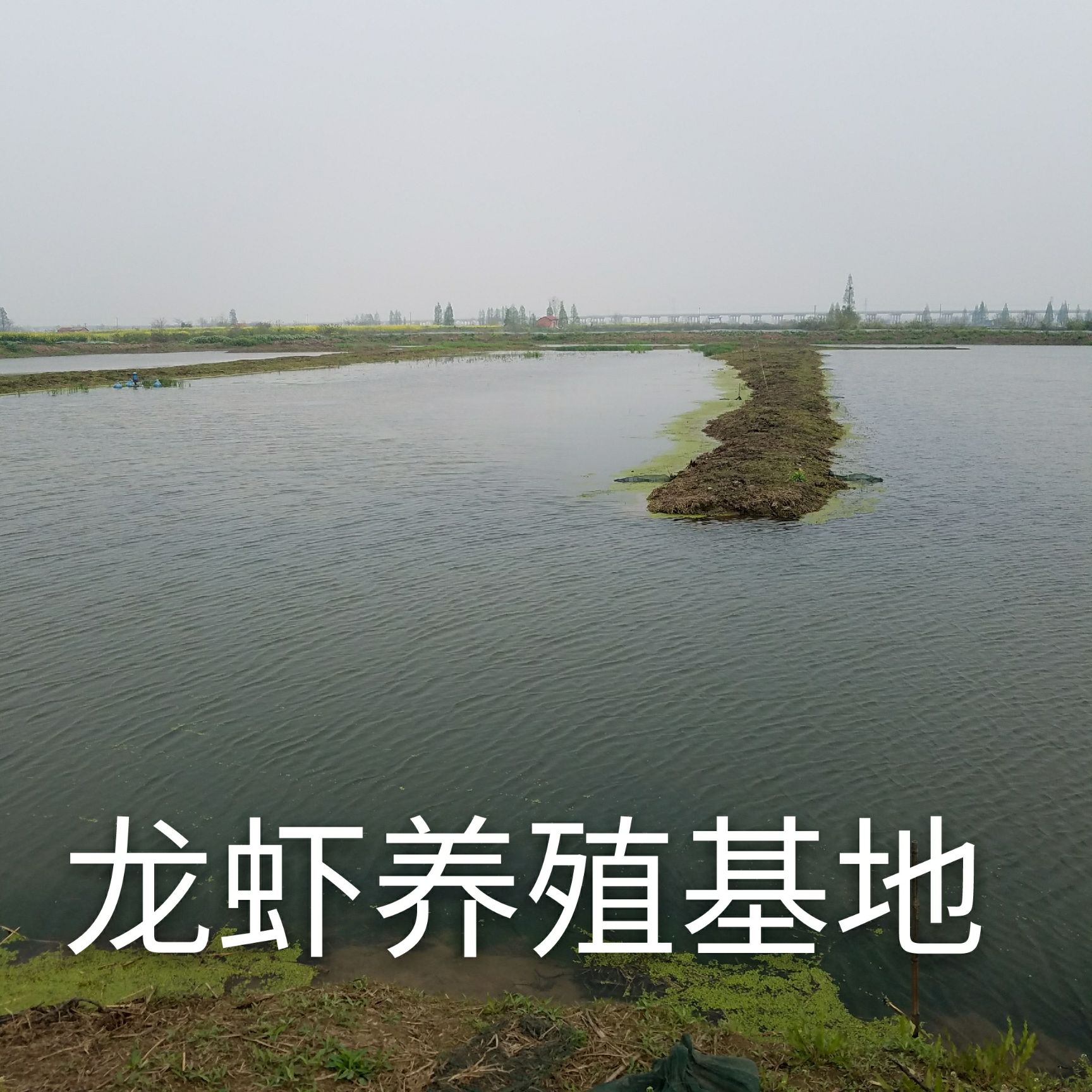 湖北洪湖小龙虾养殖基地直供鲜*小龙虾