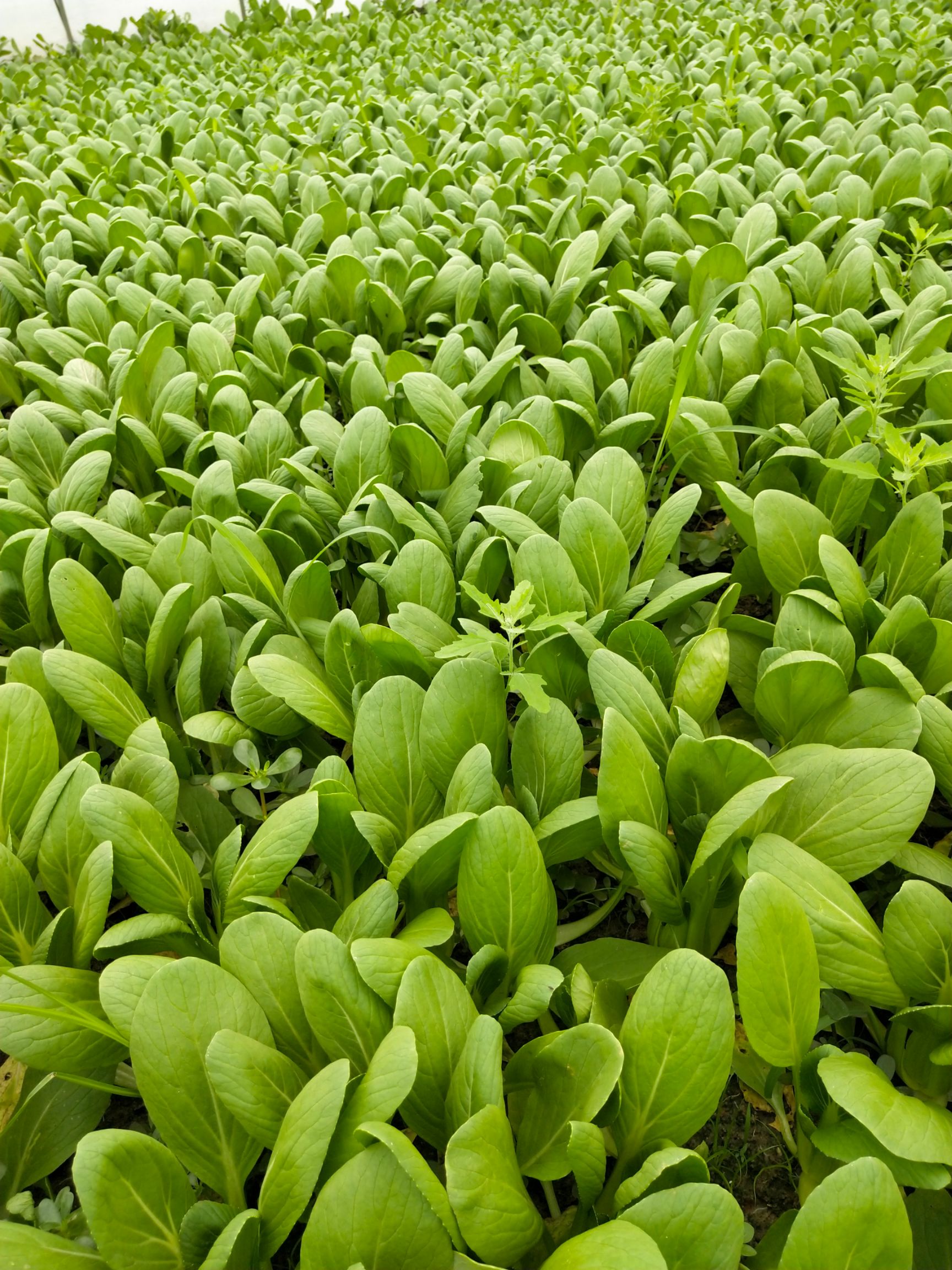 品种名:小青菜 长度:15~20cm 颜色:浅绿色 种植环境:大棚