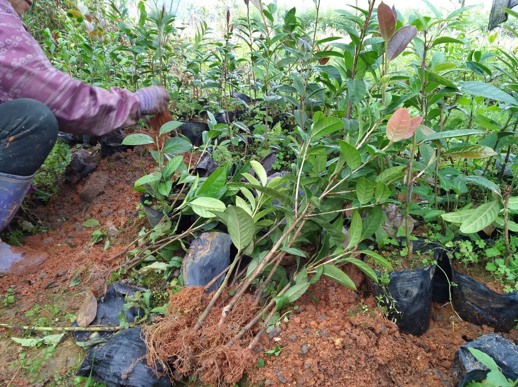 茶花苗 金花茶树苗 防城金花茶扦插地苗20公分以上