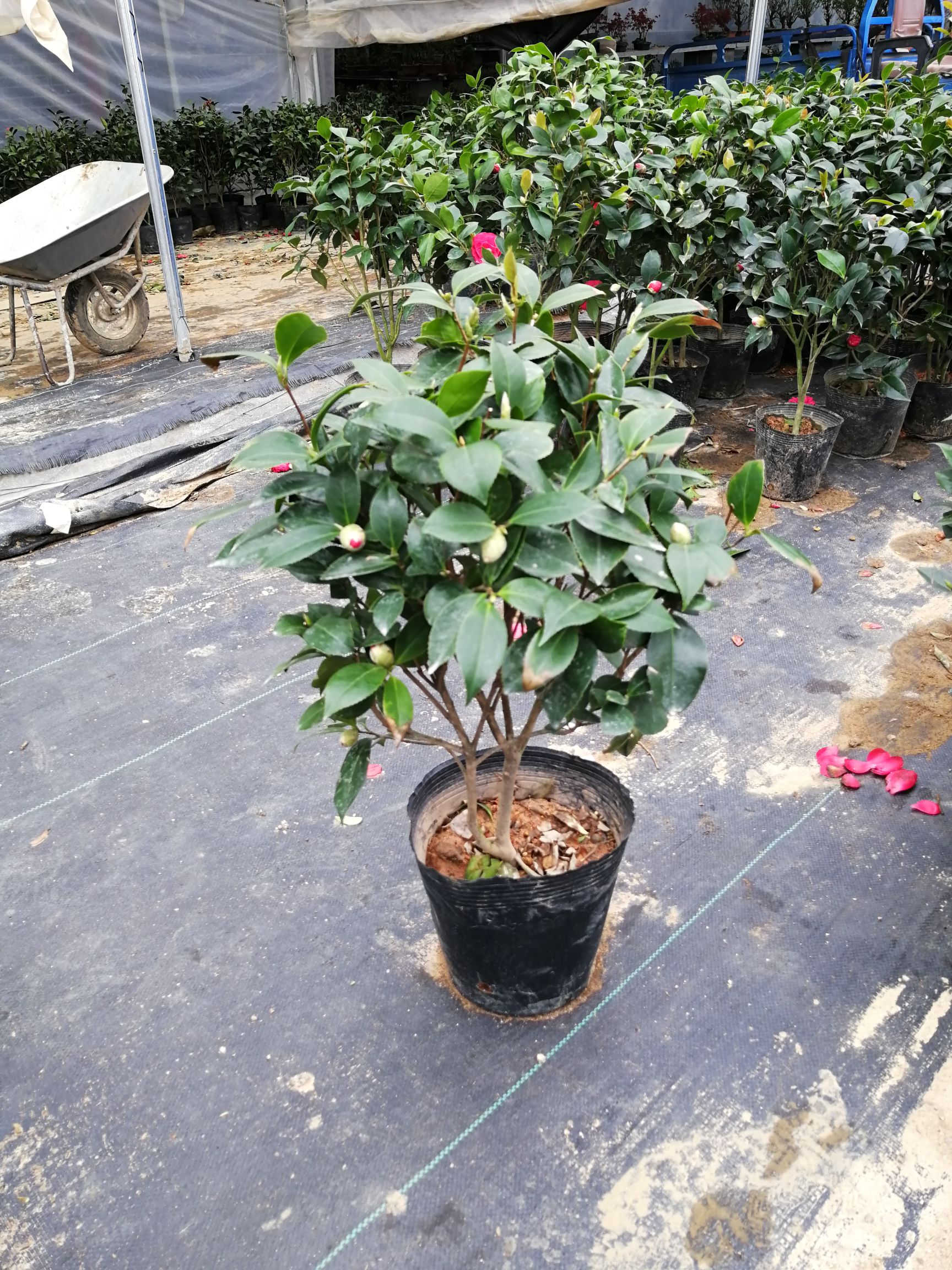 五色赤丹十八学士都是品种茶花价格实惠