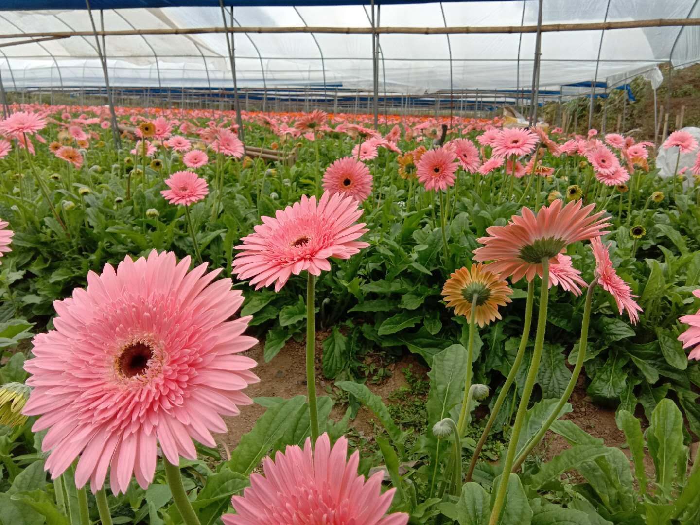 非洲菊苗 非洲菊(太阳花)