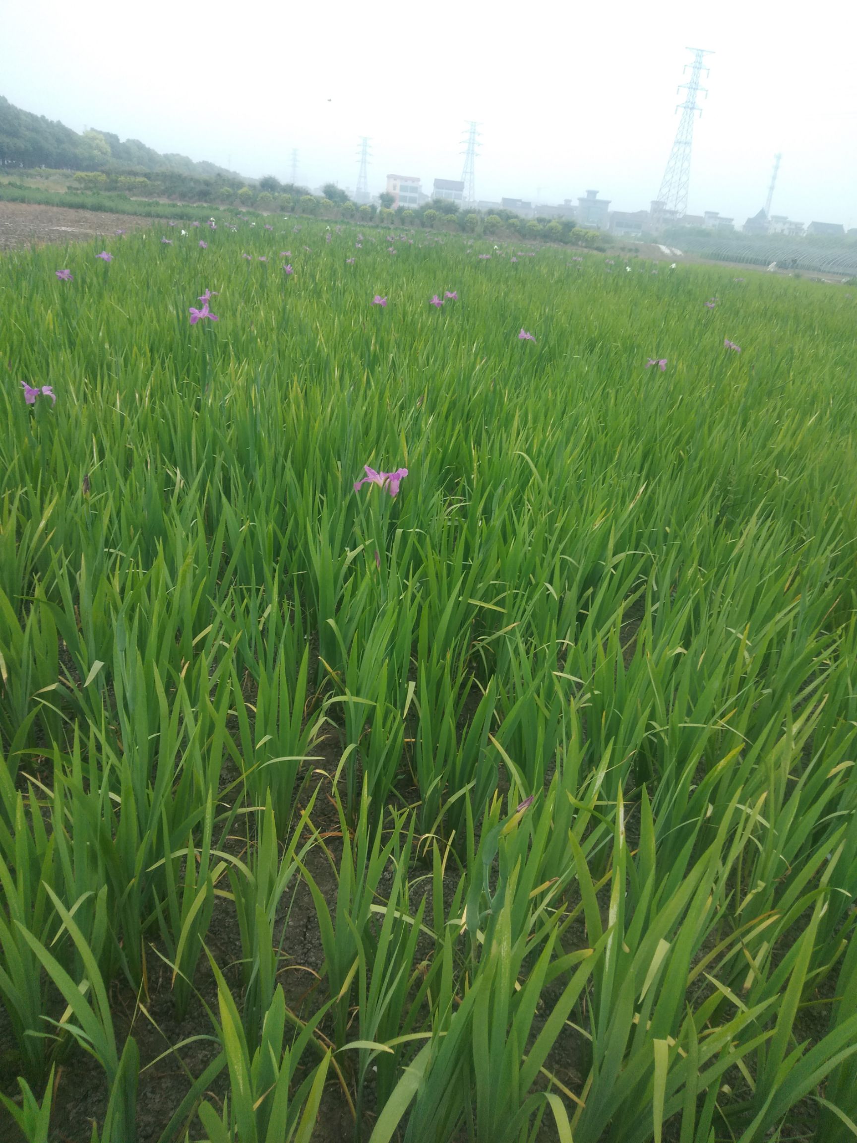 基地出售西伯利亚鸢尾,路易斯安娜鸢尾,德国鸢尾,日本大花菖蒲