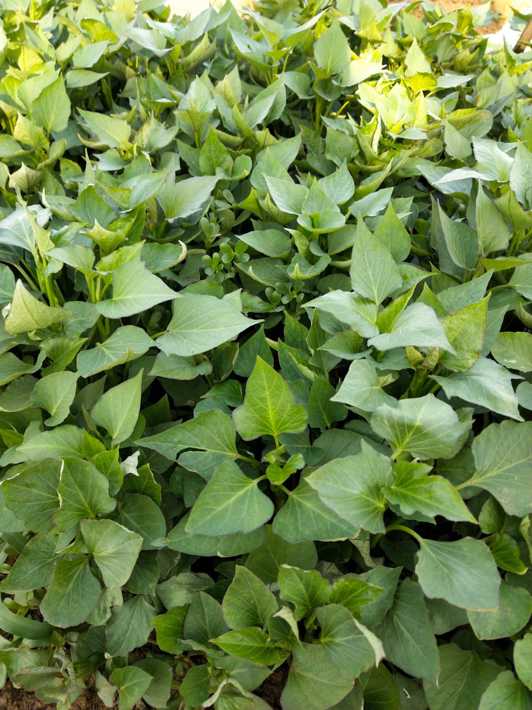 苏薯8号红薯苗 红薯苗(西瓜红,商薯十九,苏薯八号)