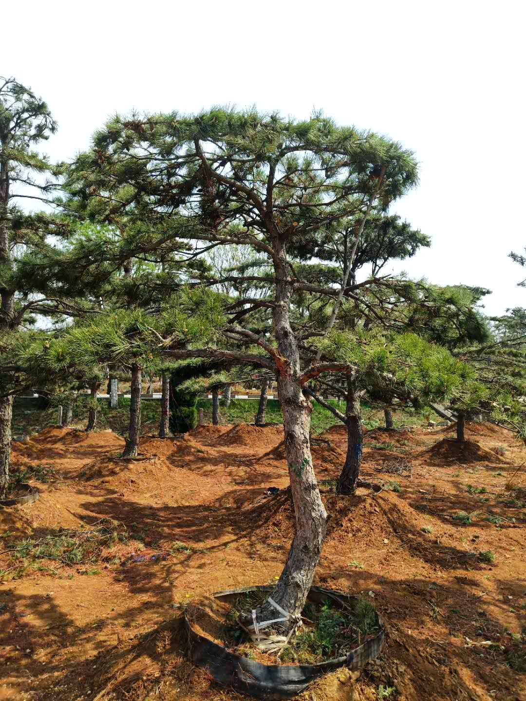 造型油松