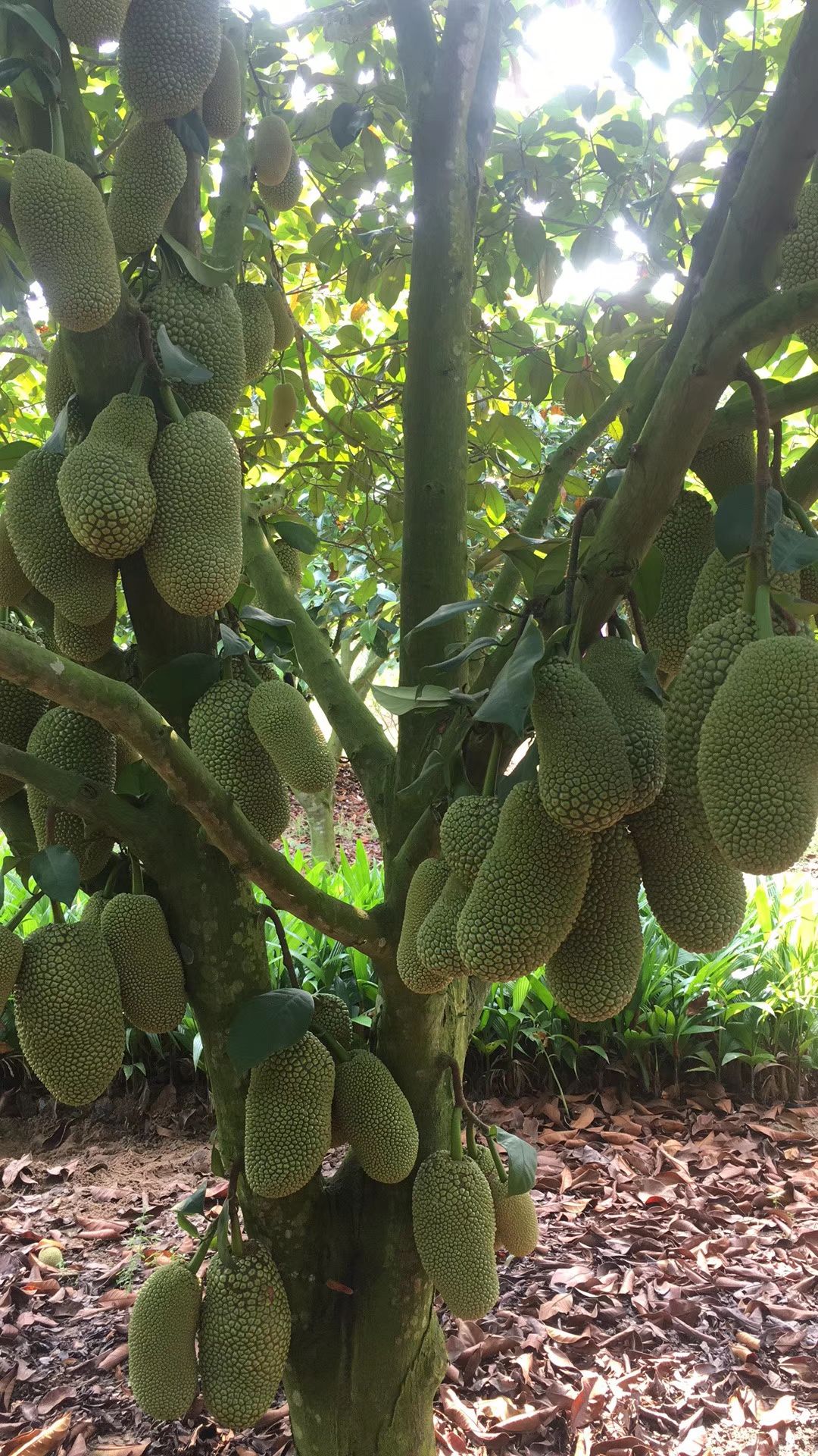 榴莲蜜树苗 成熟果实种子周围的果肉可以食用.