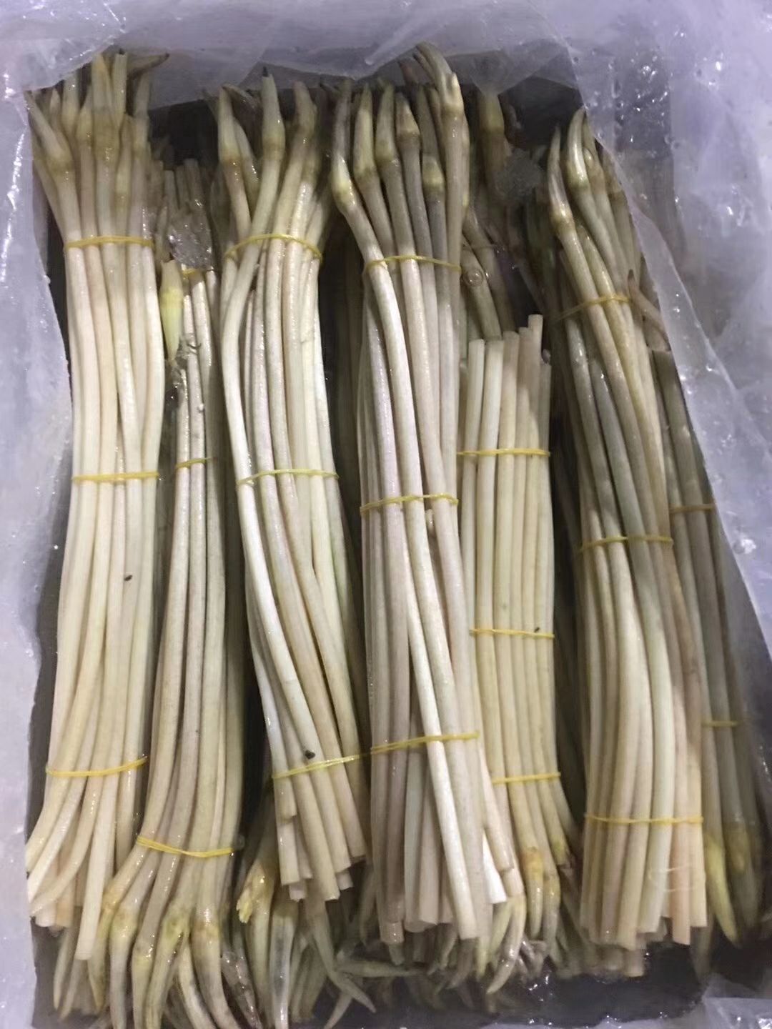 藕带 全国各地供货