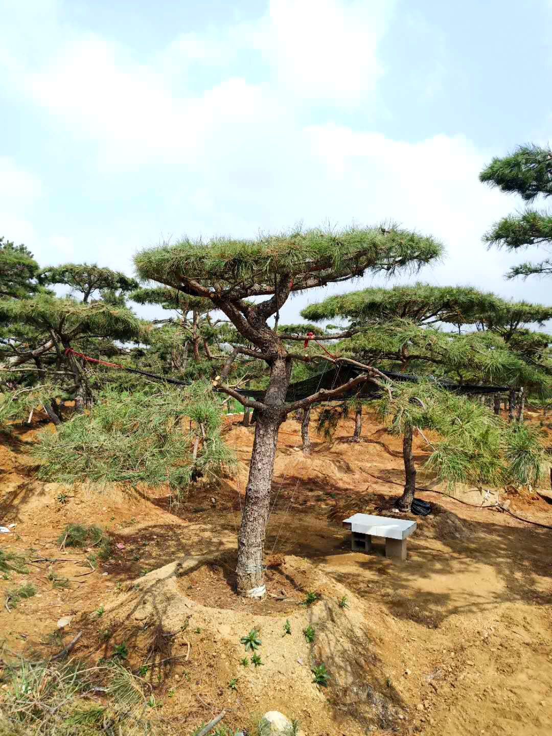 造型油松