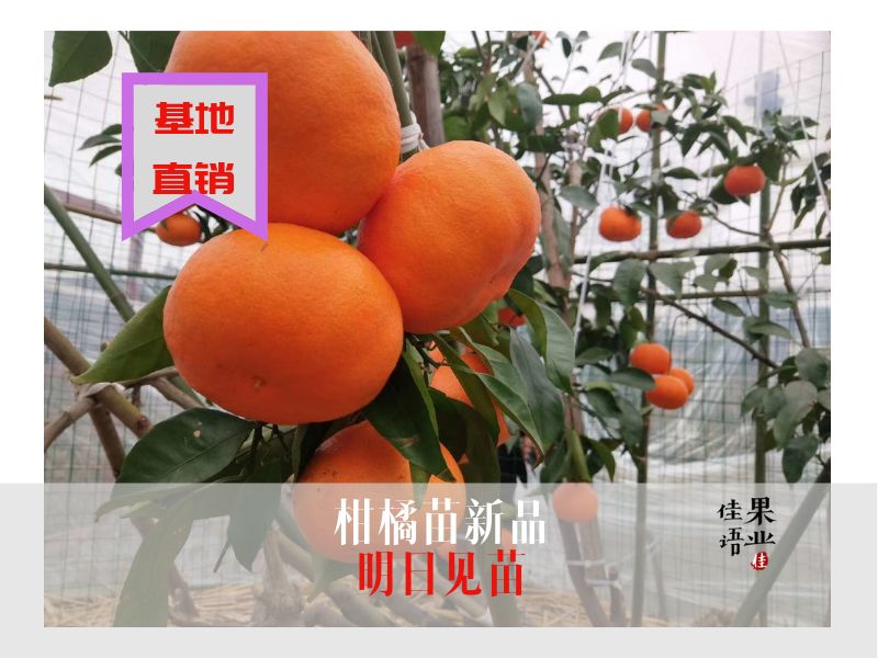 明日见柑橘苗 柑橘苗新品种 爆款品种 签合同包挂果