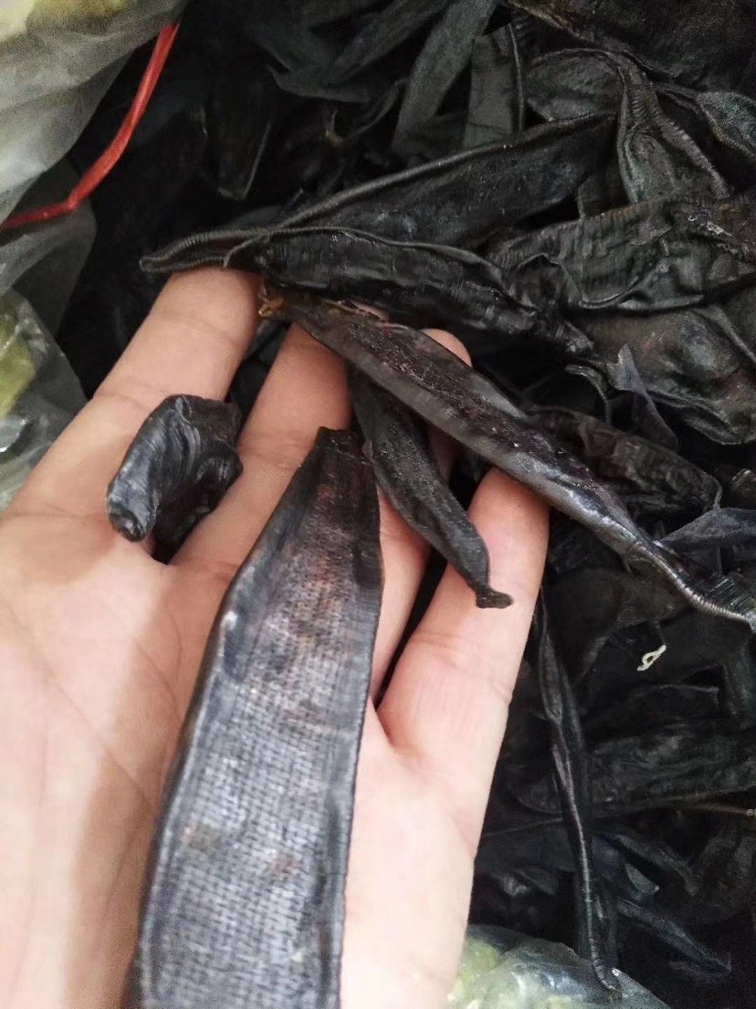 东北小水蛭 北朝鲜清水蛭,大,中,小条