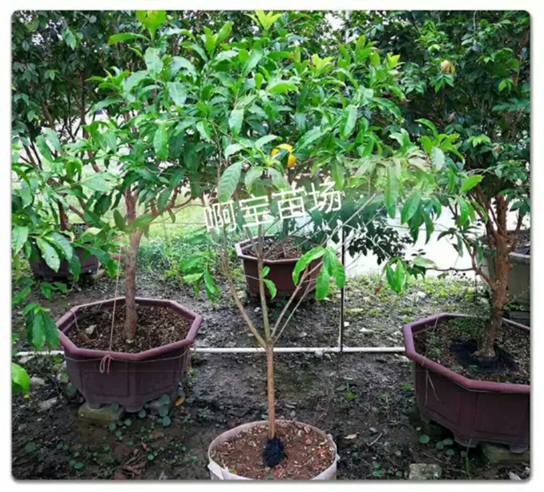 【1棵起批】黄晶果苗 台湾名贵果树 黄金果树 盆栽果树
