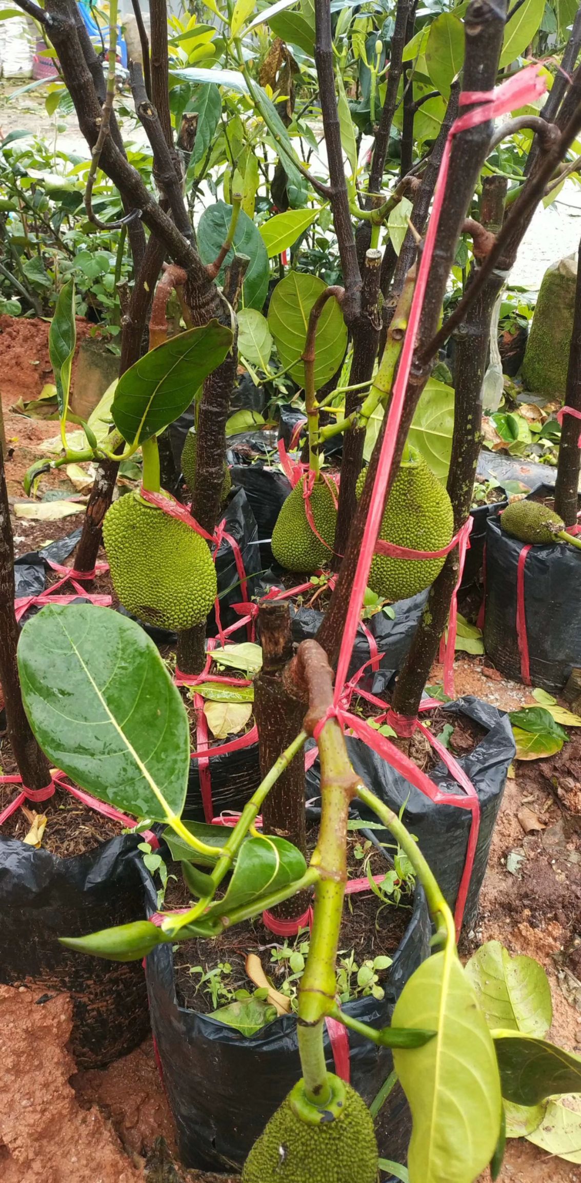 红肉菠萝蜜苗 泰国十二号菠萝苗