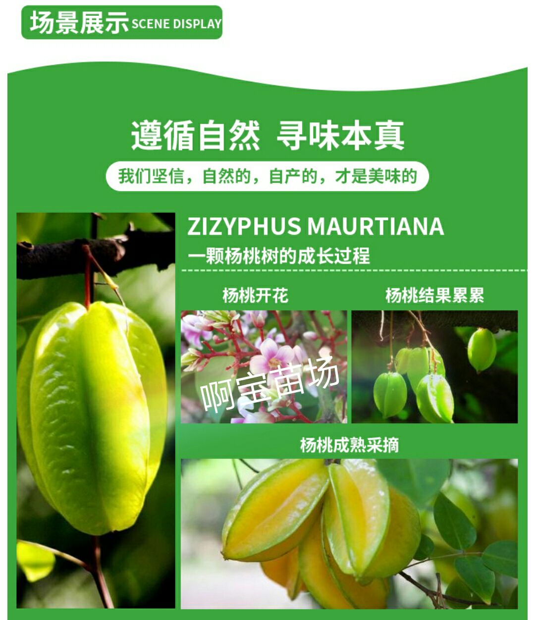 台湾甜杨桃树【2颗起批】台湾甜杨桃嫁接树苗庭院植物嫁果苗四季杨桃
