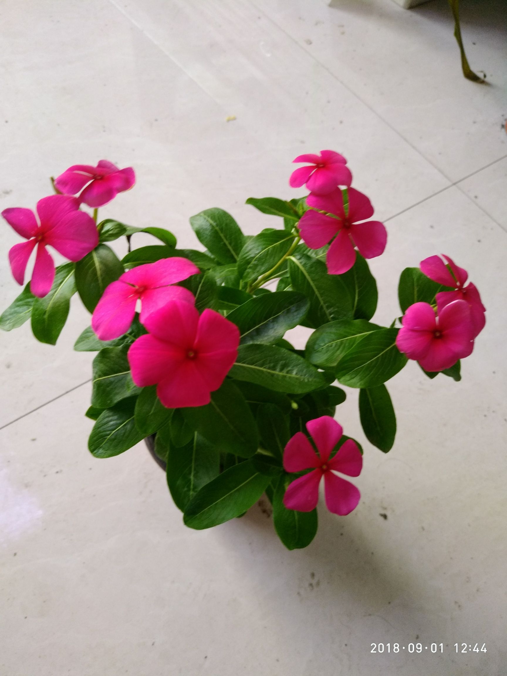 长寿春 长春花(天天开)