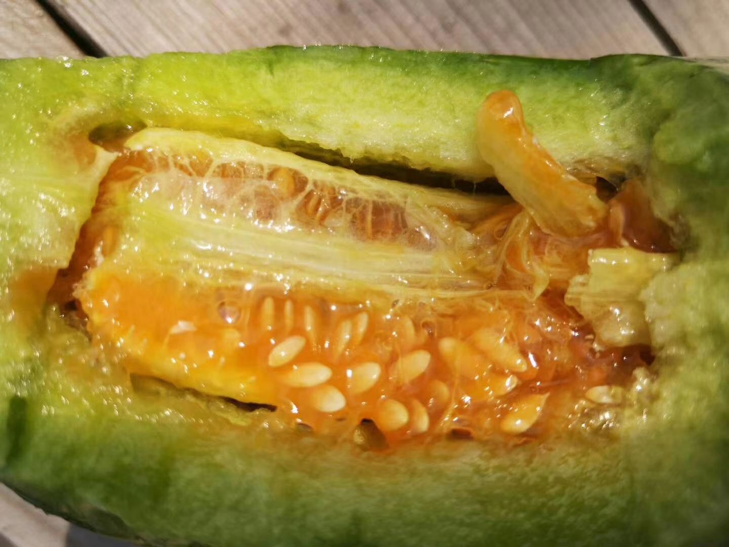 羊角蜜甜瓜 正宗博洋蜜瓜.博洋61