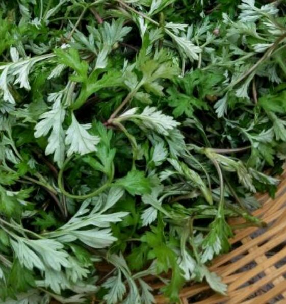 白蒿菜 *生食用鲜蒿叶子(大别山桃花仙谷特产)每年接收预订发货