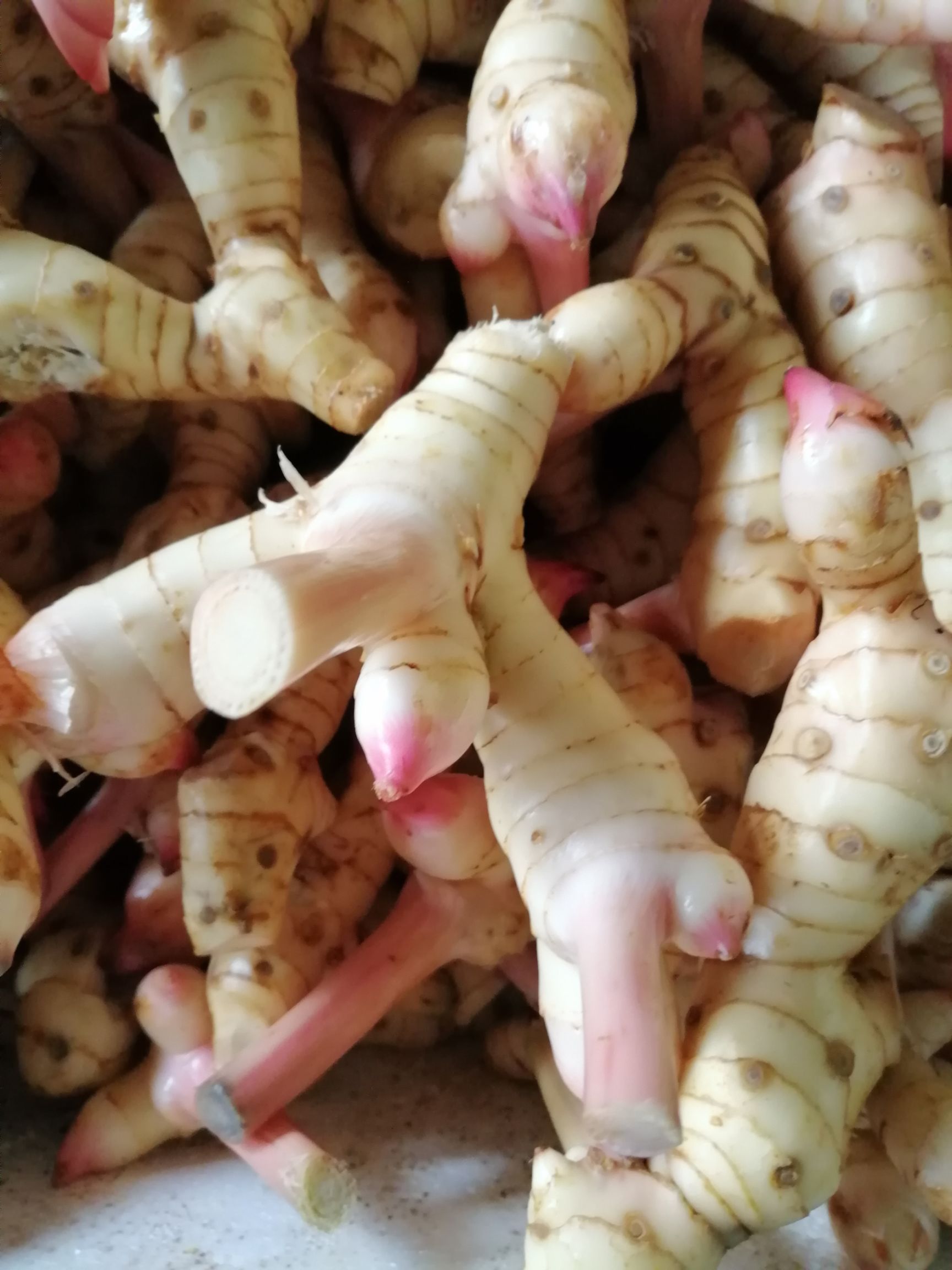 白姜 南姜 泰国南姜 东南亚餐厅专用香料供应基地