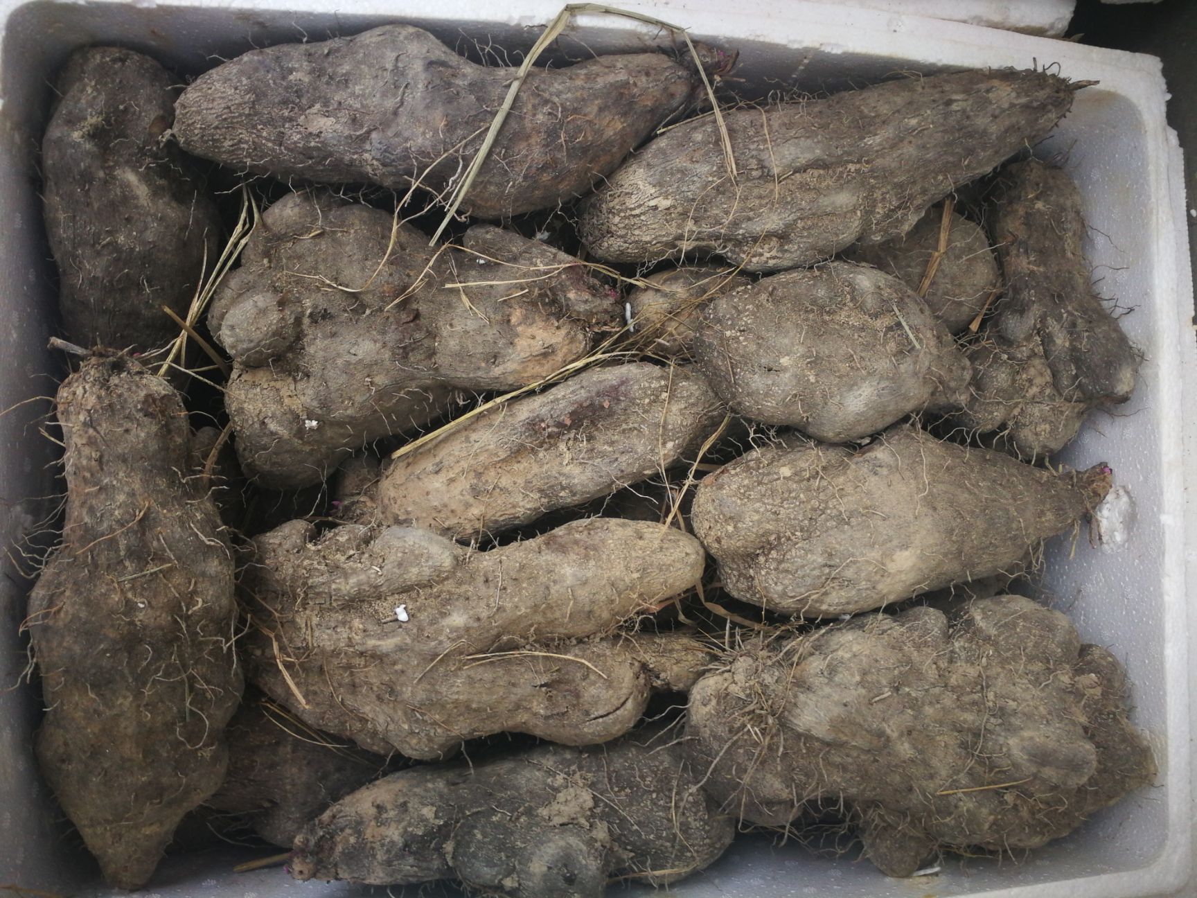 脚板薯毛薯紫山药种苗种薯批发零售