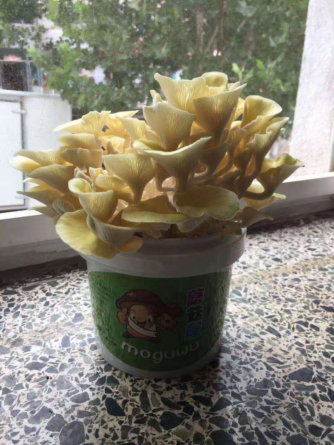 精品盆栽蘑菇