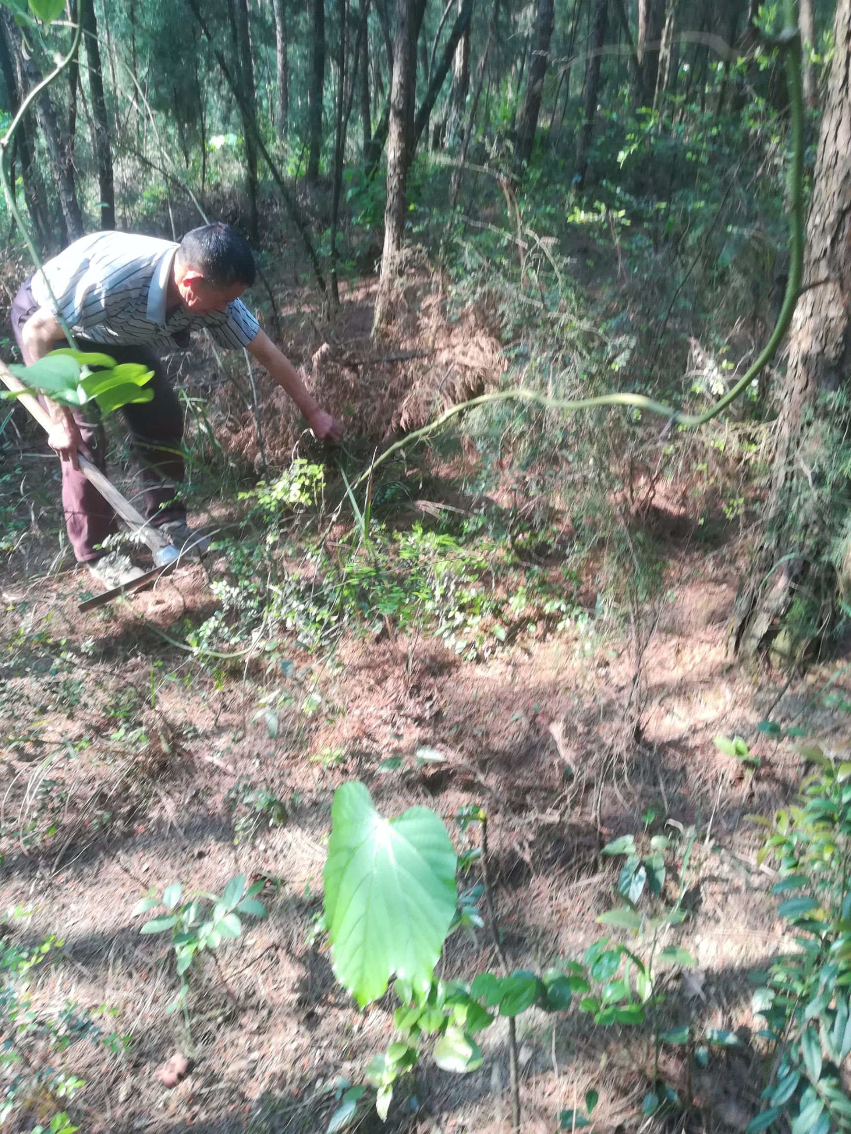 菝葜 大山里的纯野生金刚藤