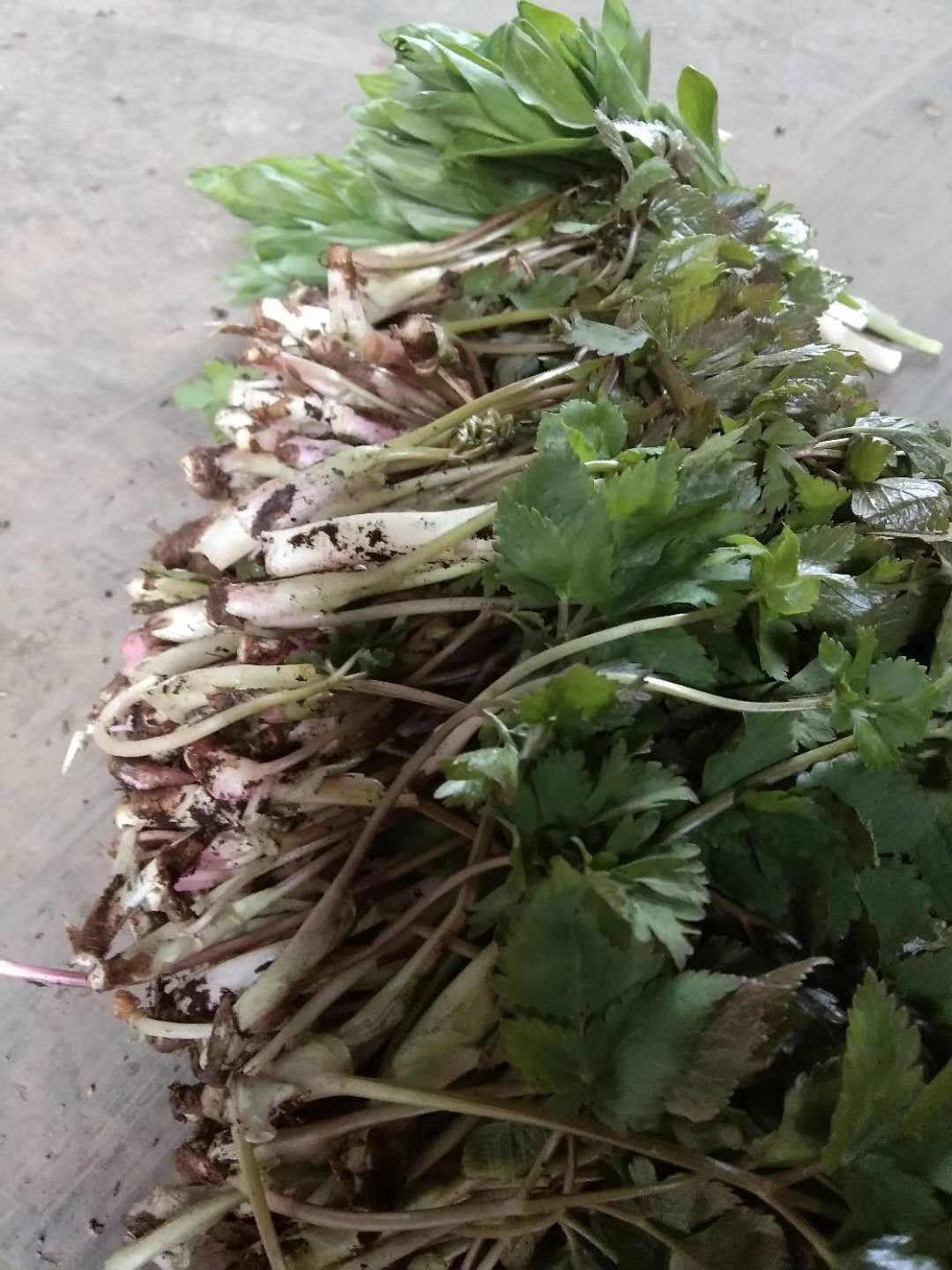 大叶芹