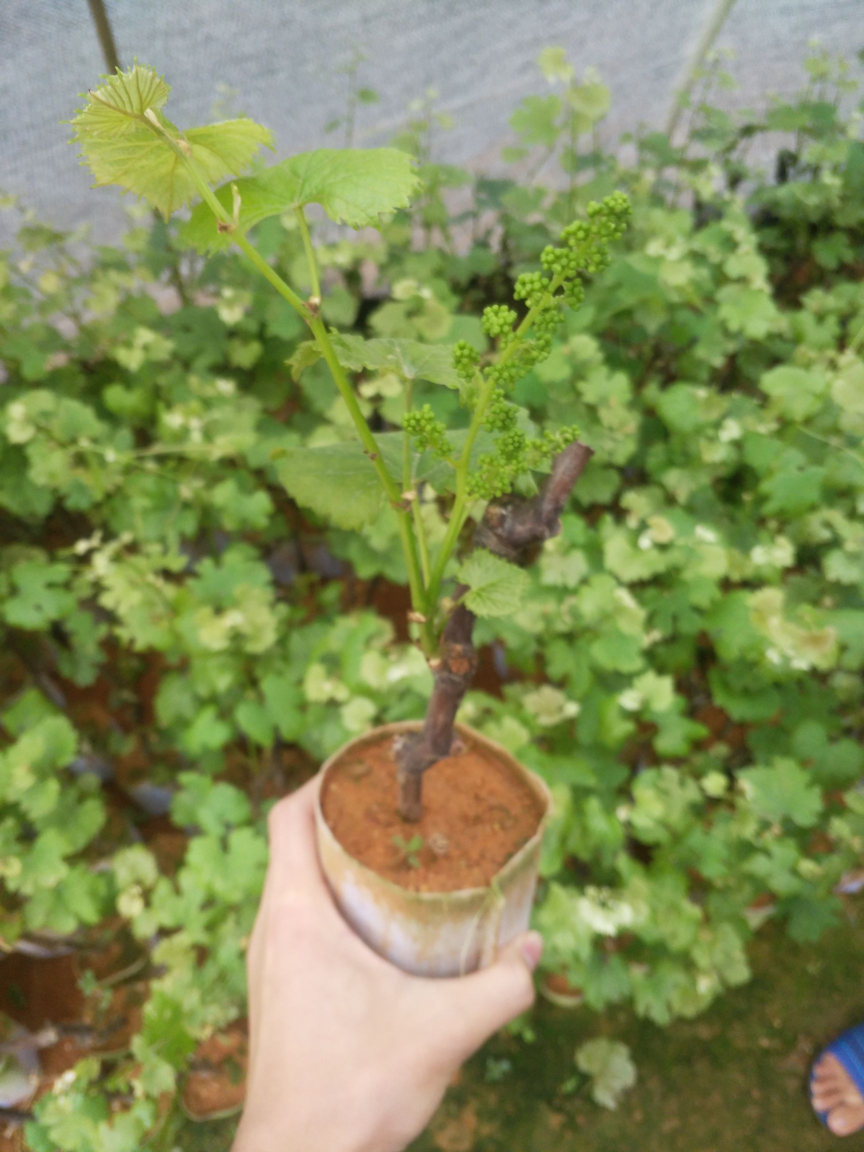 夏黑葡萄苗