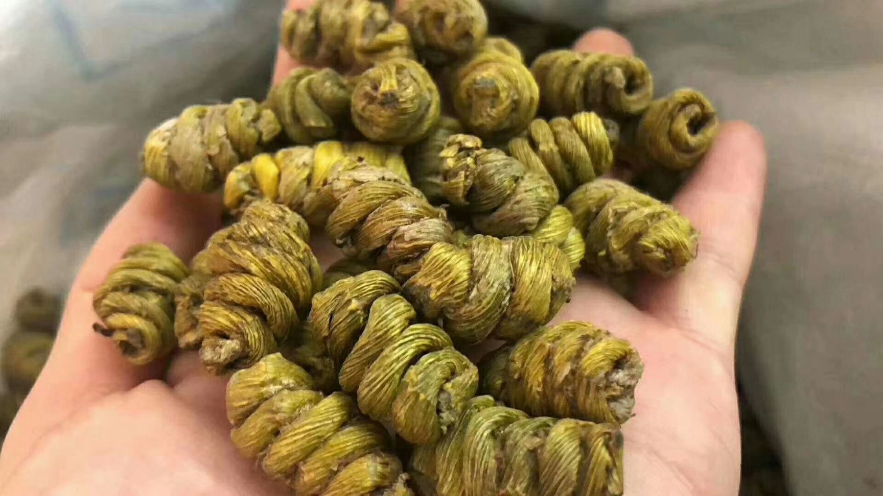 铁皮石斛鲜条新上市,长期供应干条,枫斗量大从优