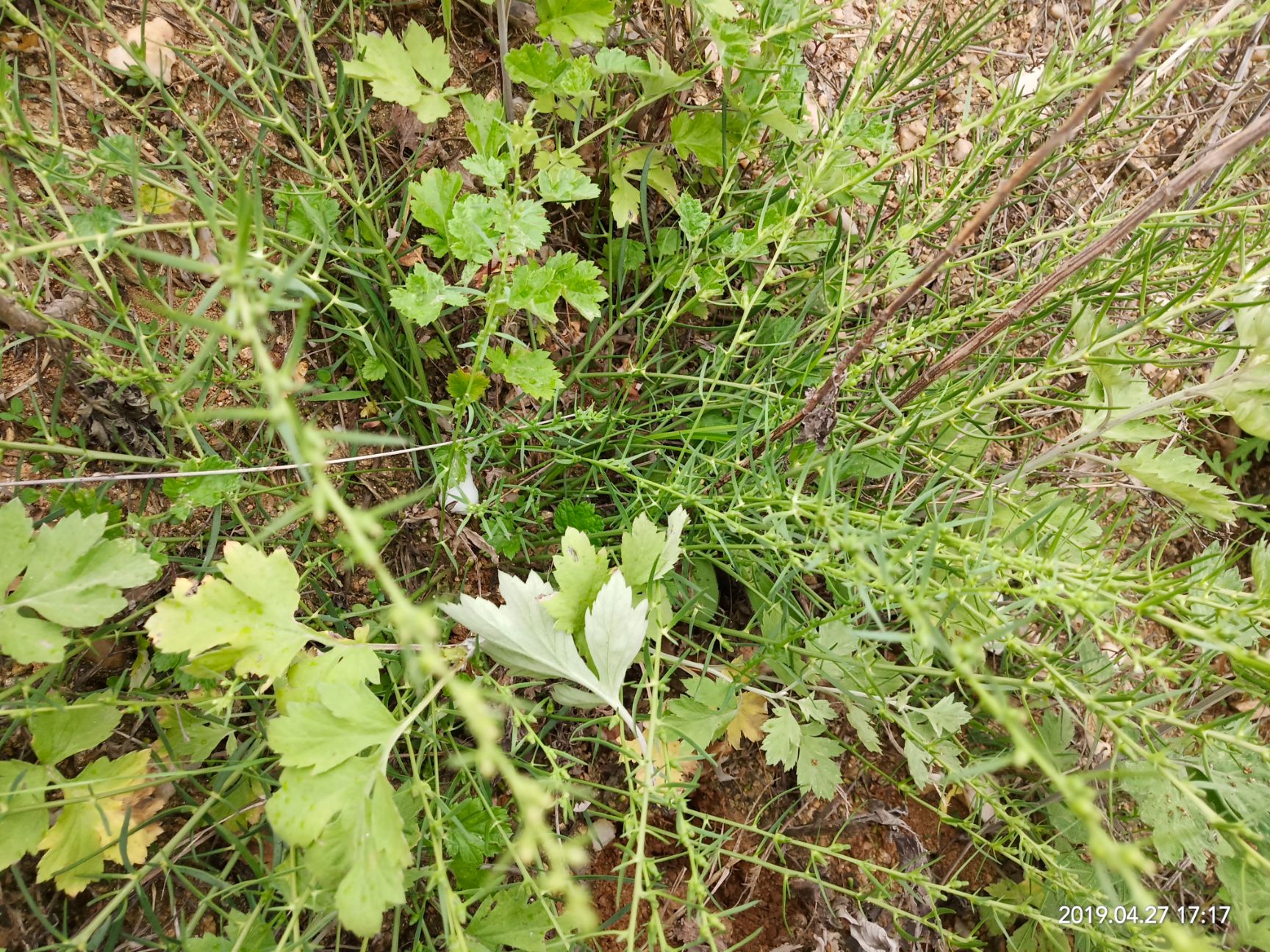 湖北 麦黄草,百蕊草, 百蕊草种子产新开始供销