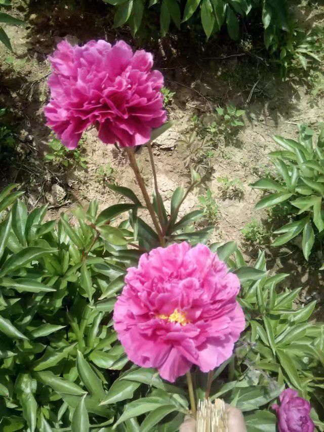 美丽芍药 自己种植,品种齐全,价格优惠,保证质量