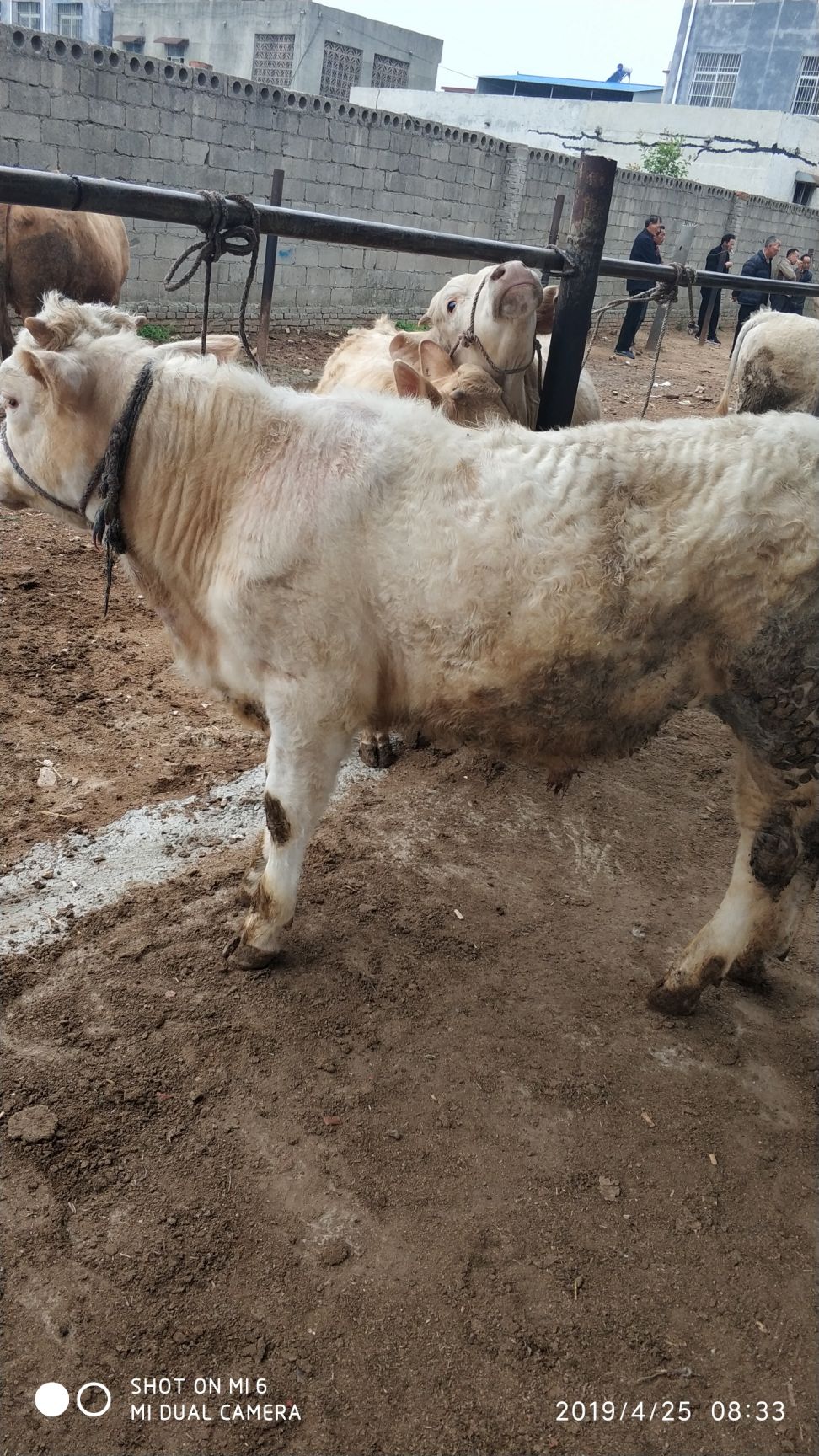 夏南牛400600斤公牛泌阳夏南牛架子牛育肥牛小牛犊