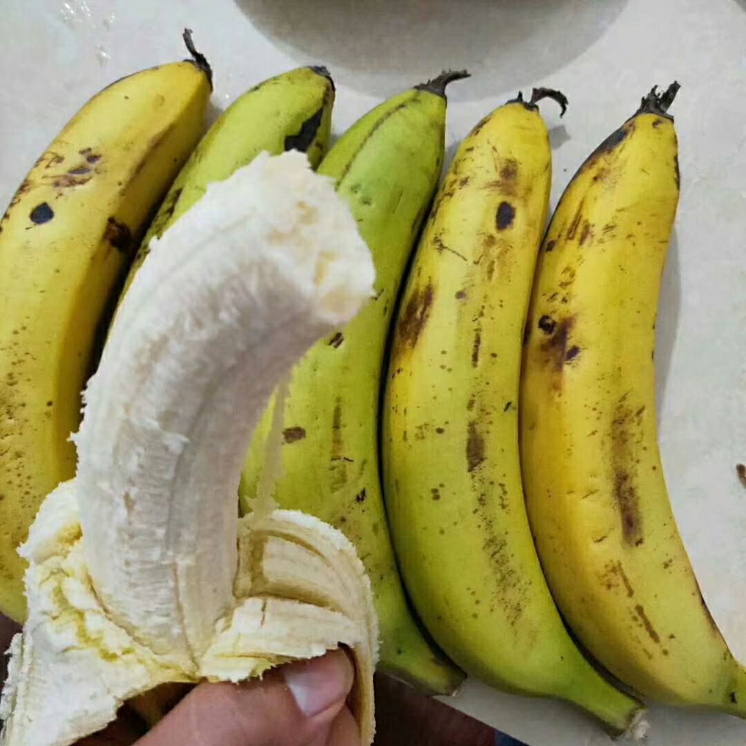 中蕉9号香蕉苗 又大,又重的,中焦九号香蕉王,量大可以送货上门.