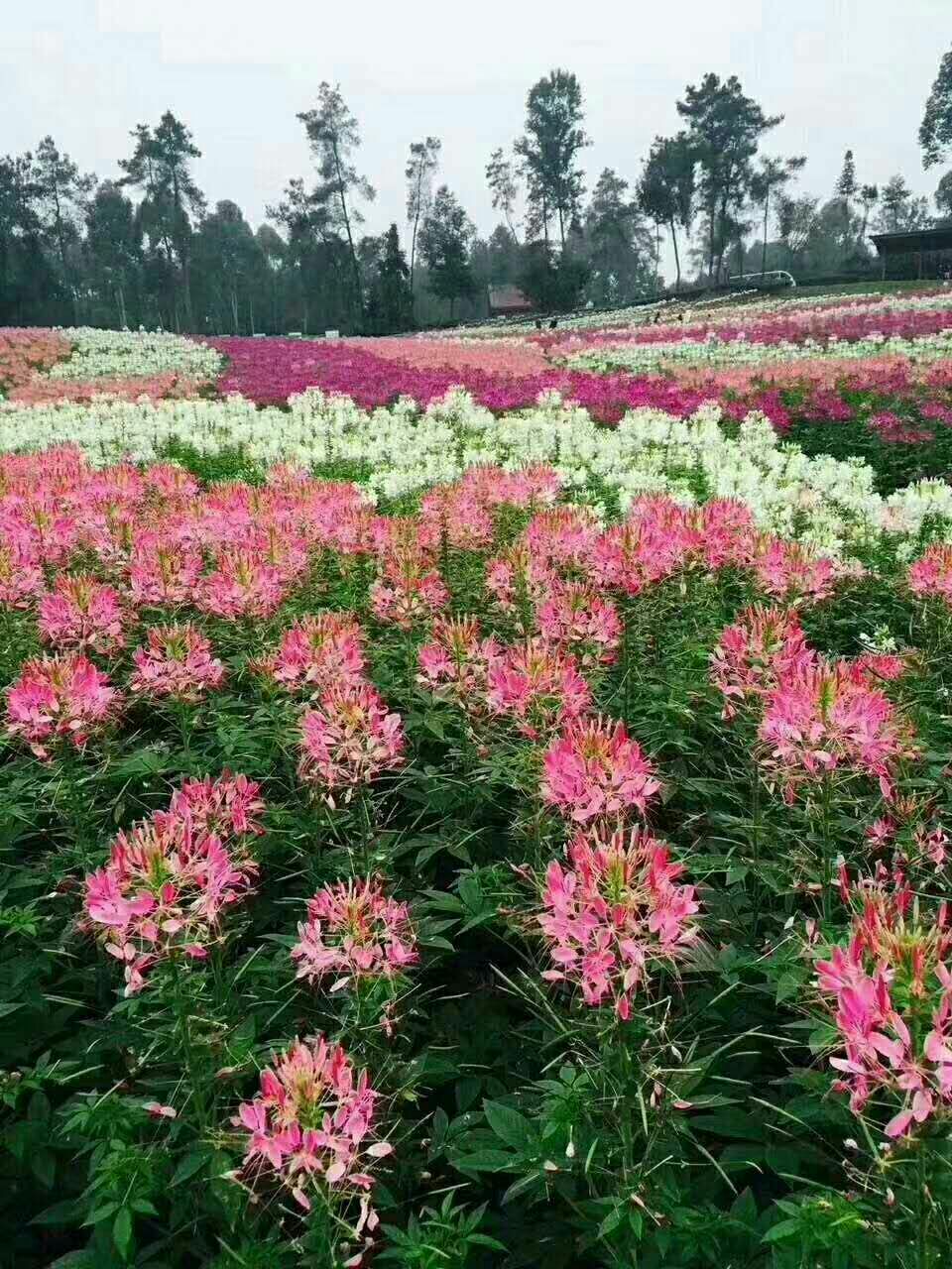 醉蝶花种子 醉蝶花,醉蝶花花海,醉蝶花小苗,醉蝶花营养杯苗