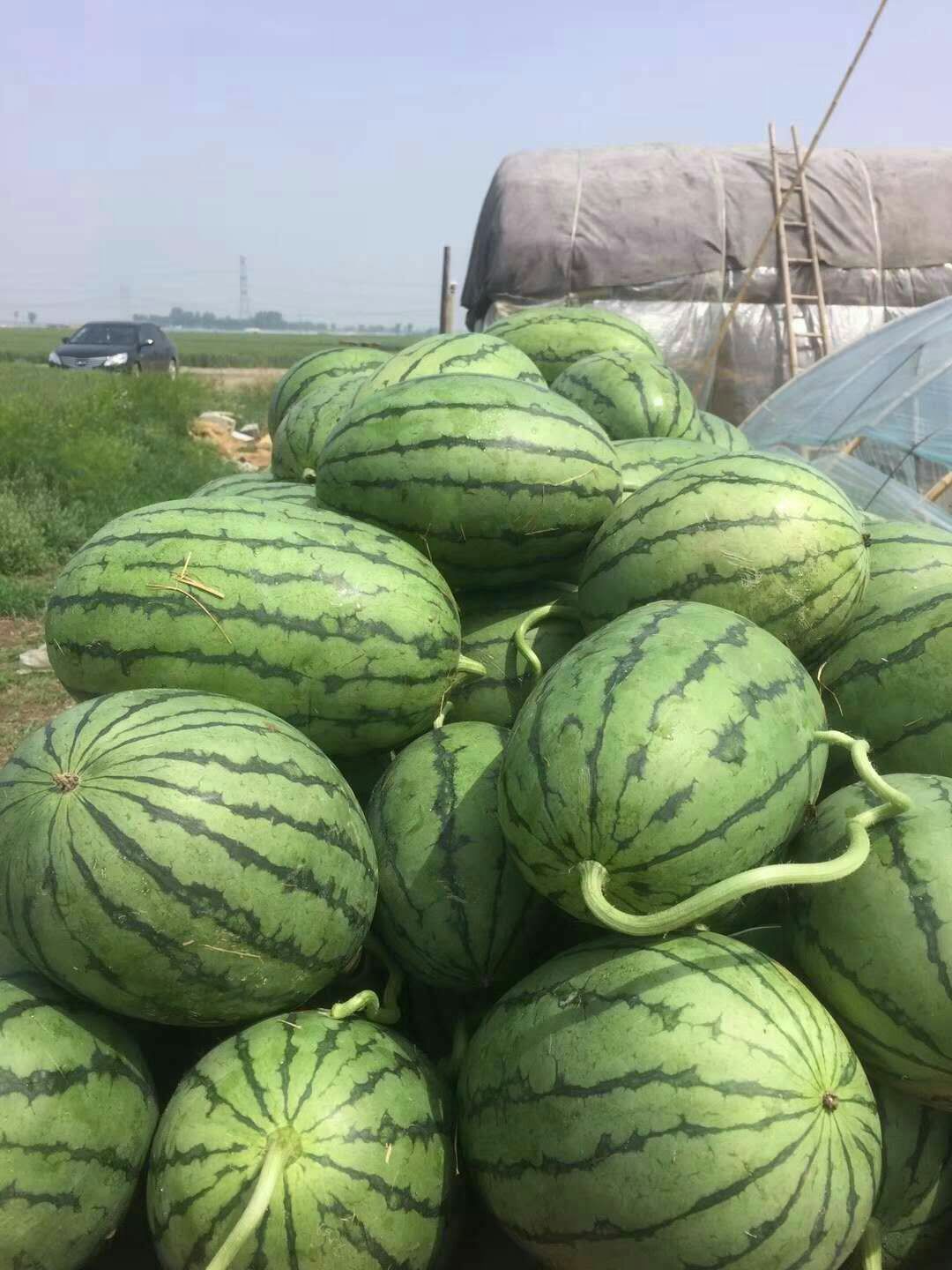 早春红玉西瓜 3斤打底 8成熟 1茬