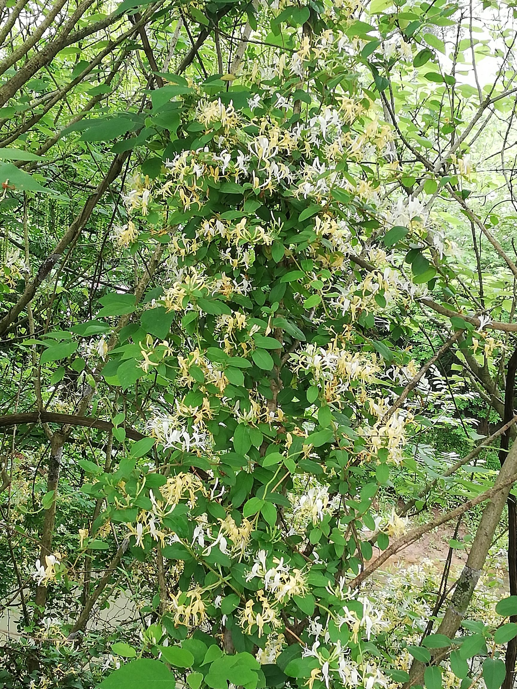 生金银花