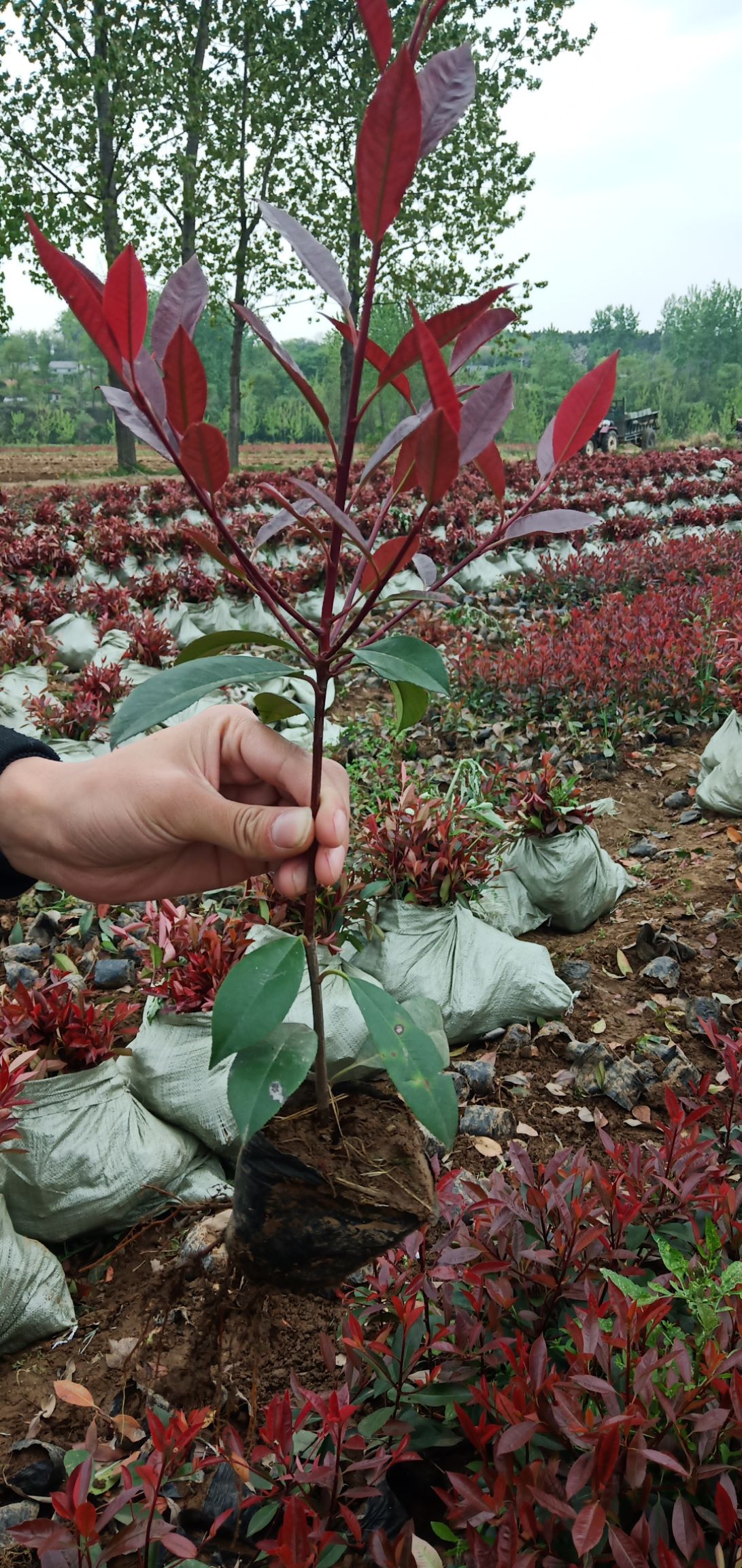 红叶石楠小杯苗香槟红红罗宾红叶石楠杯苗